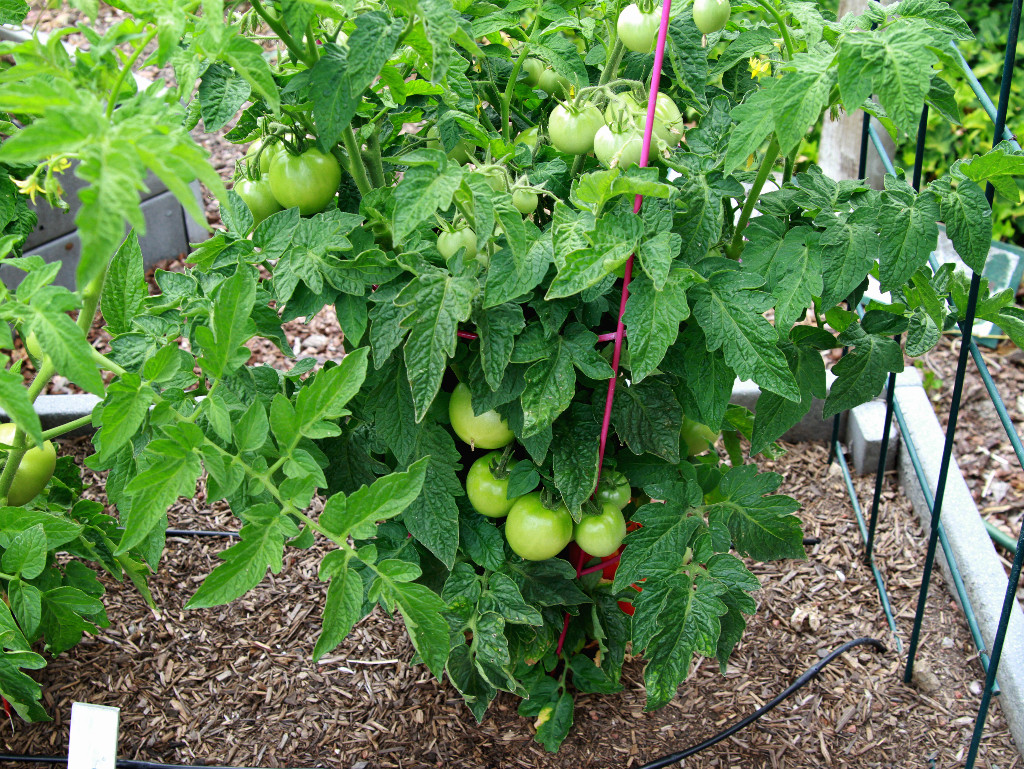 Patio is the smallest plant at