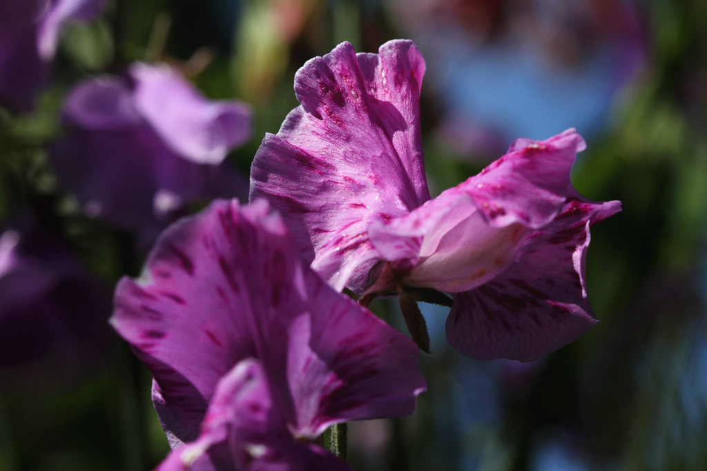 Enchanting Sweet peas!