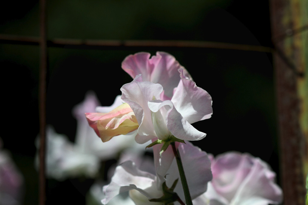 Enchanting Sweet peas!