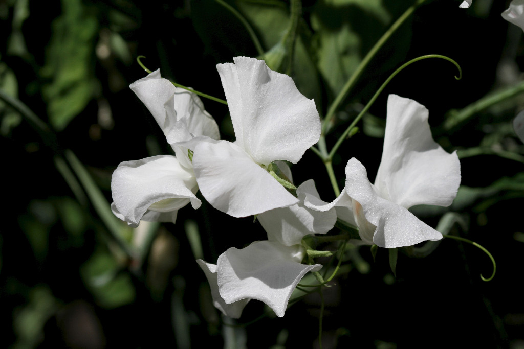 Enchanting Sweet peas!