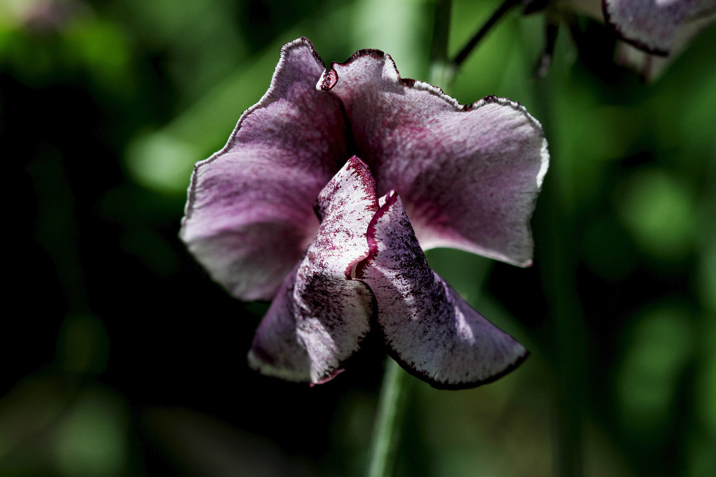 Enchanting Sweet peas!