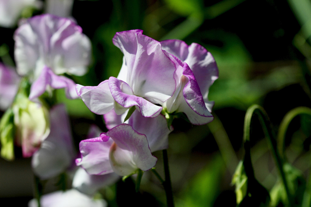 Enchanting Sweet peas!