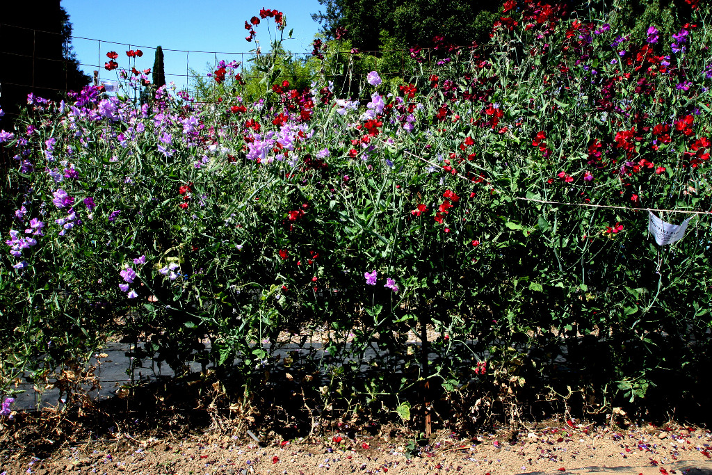 Enchanting Sweet peas!