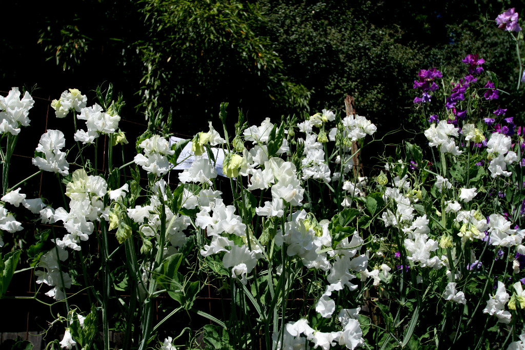 Enchanting Sweet peas!