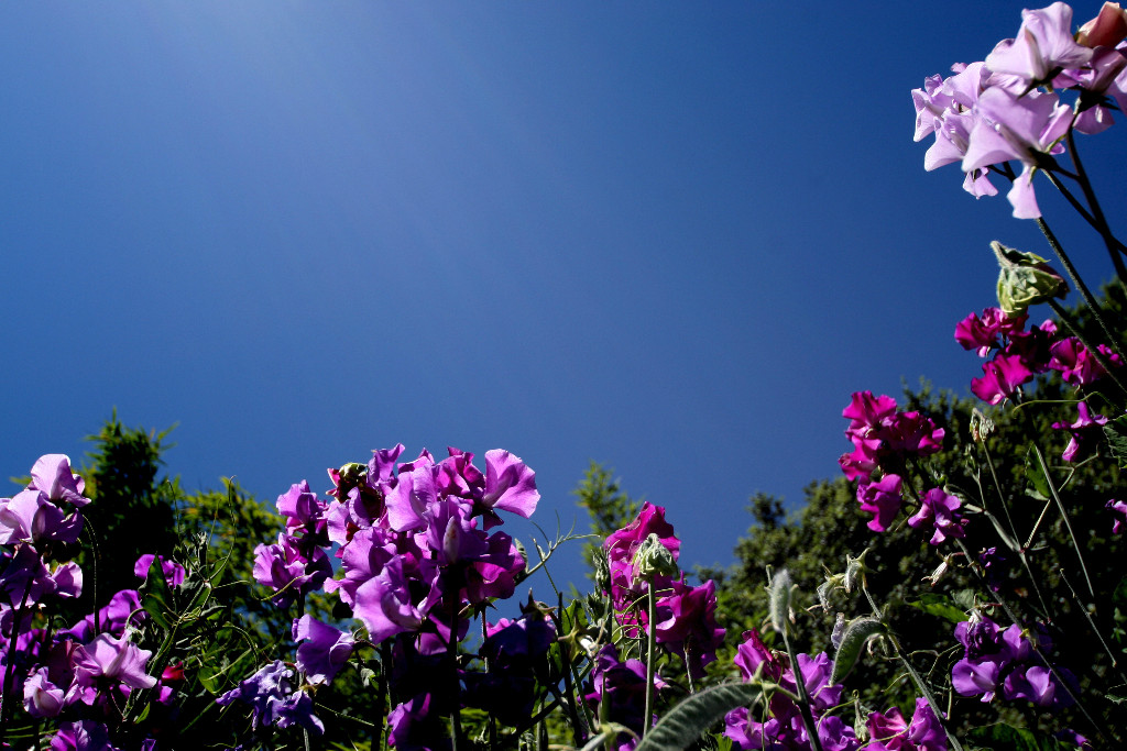 Enchanting Sweet peas!