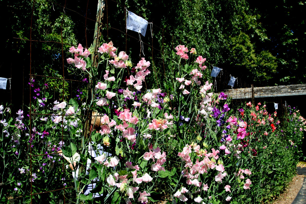 Enchanting Sweet peas!