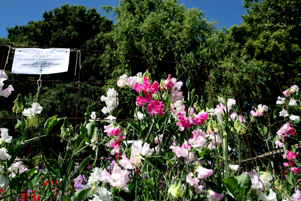 Enchanting Sweet peas!