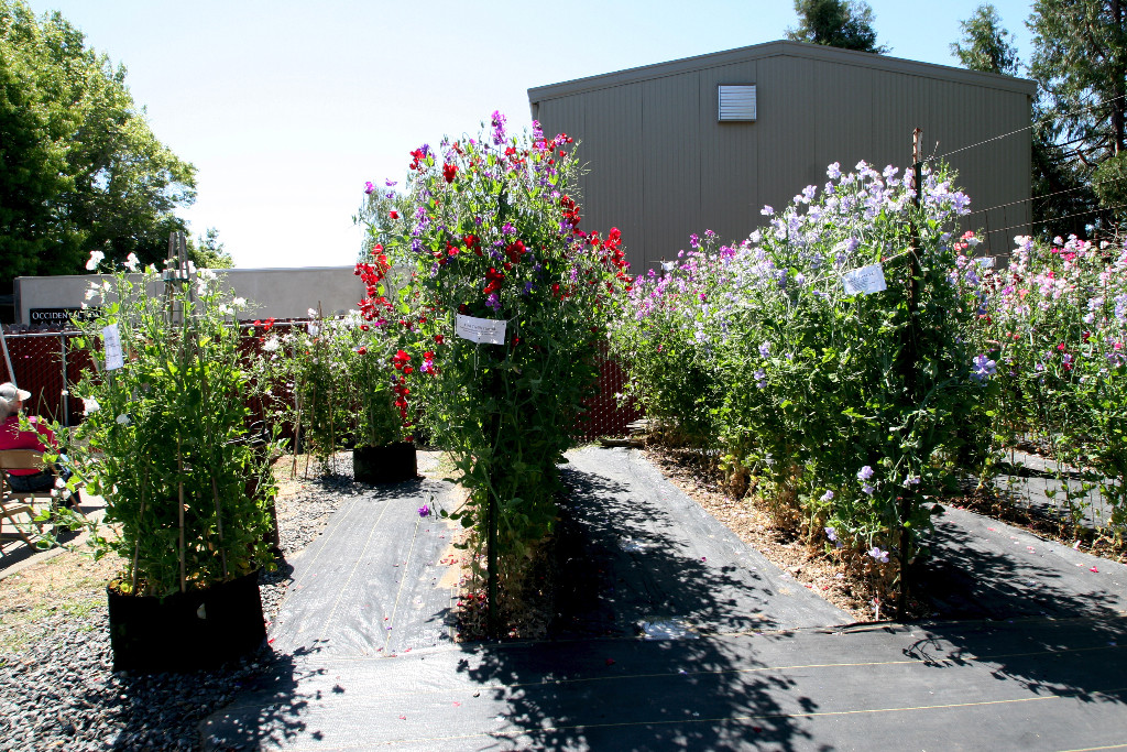 Enchanting Sweet peas!