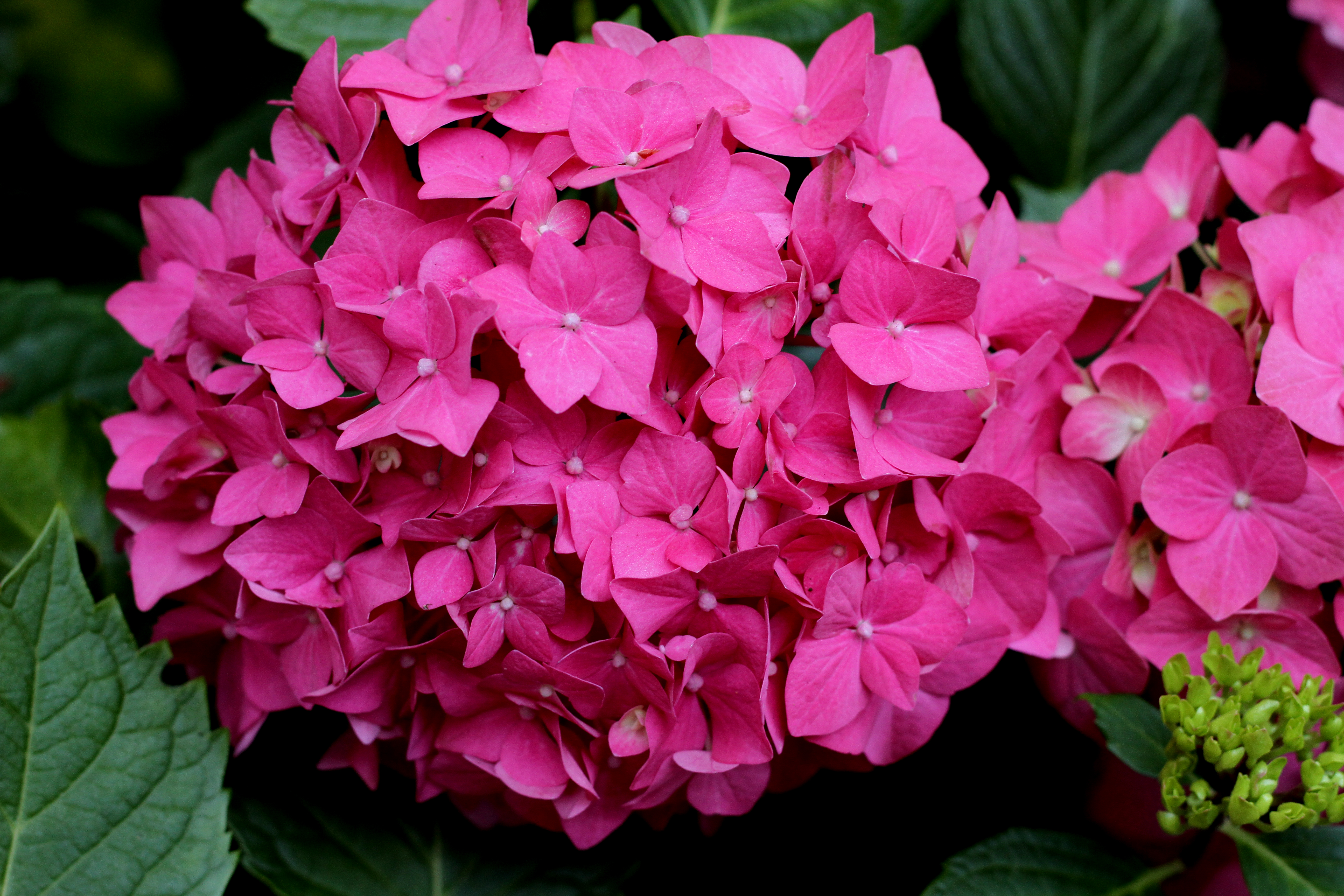 How to Prune a Leggy Hydrangea