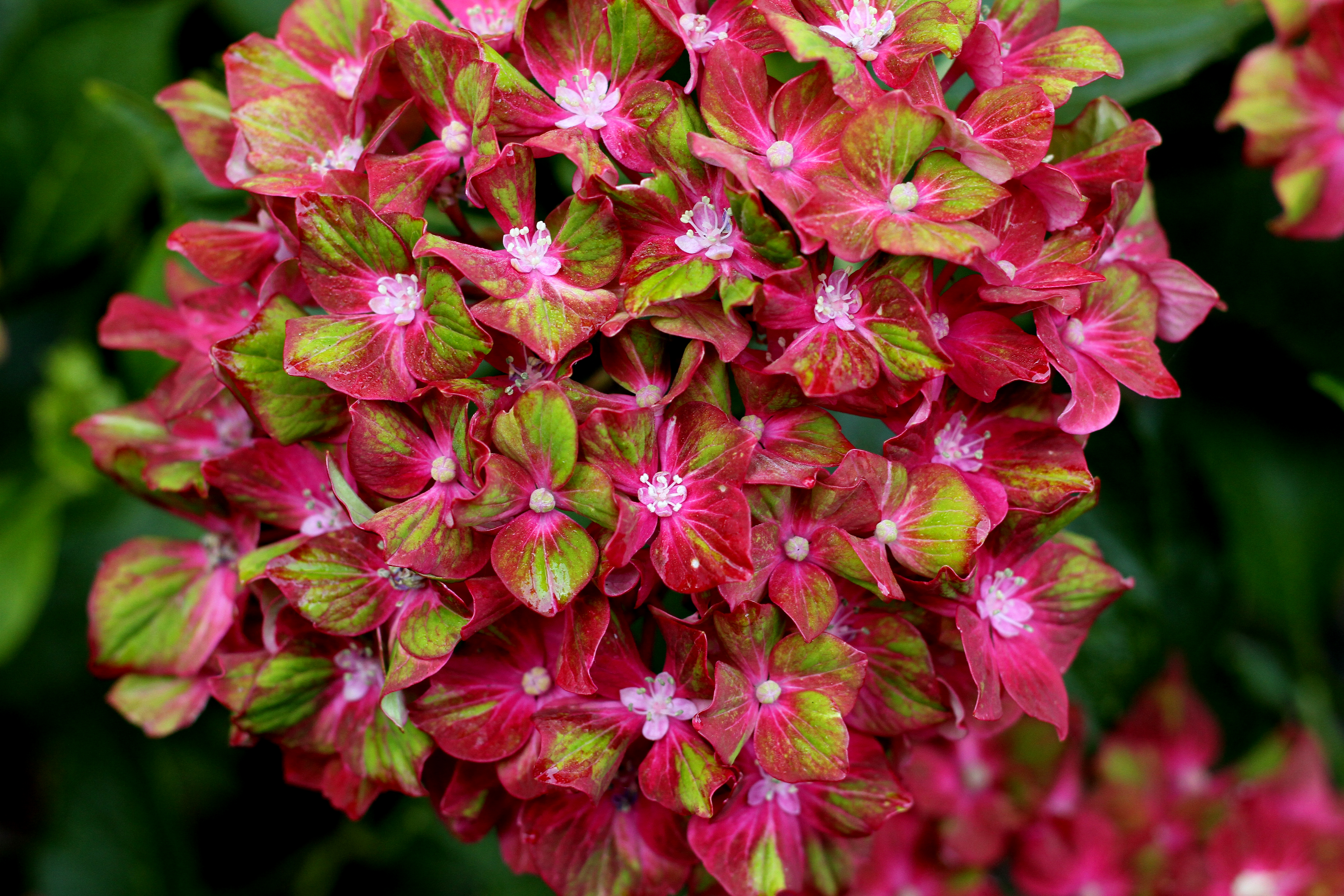 How to Prune a Leggy Hydrangea