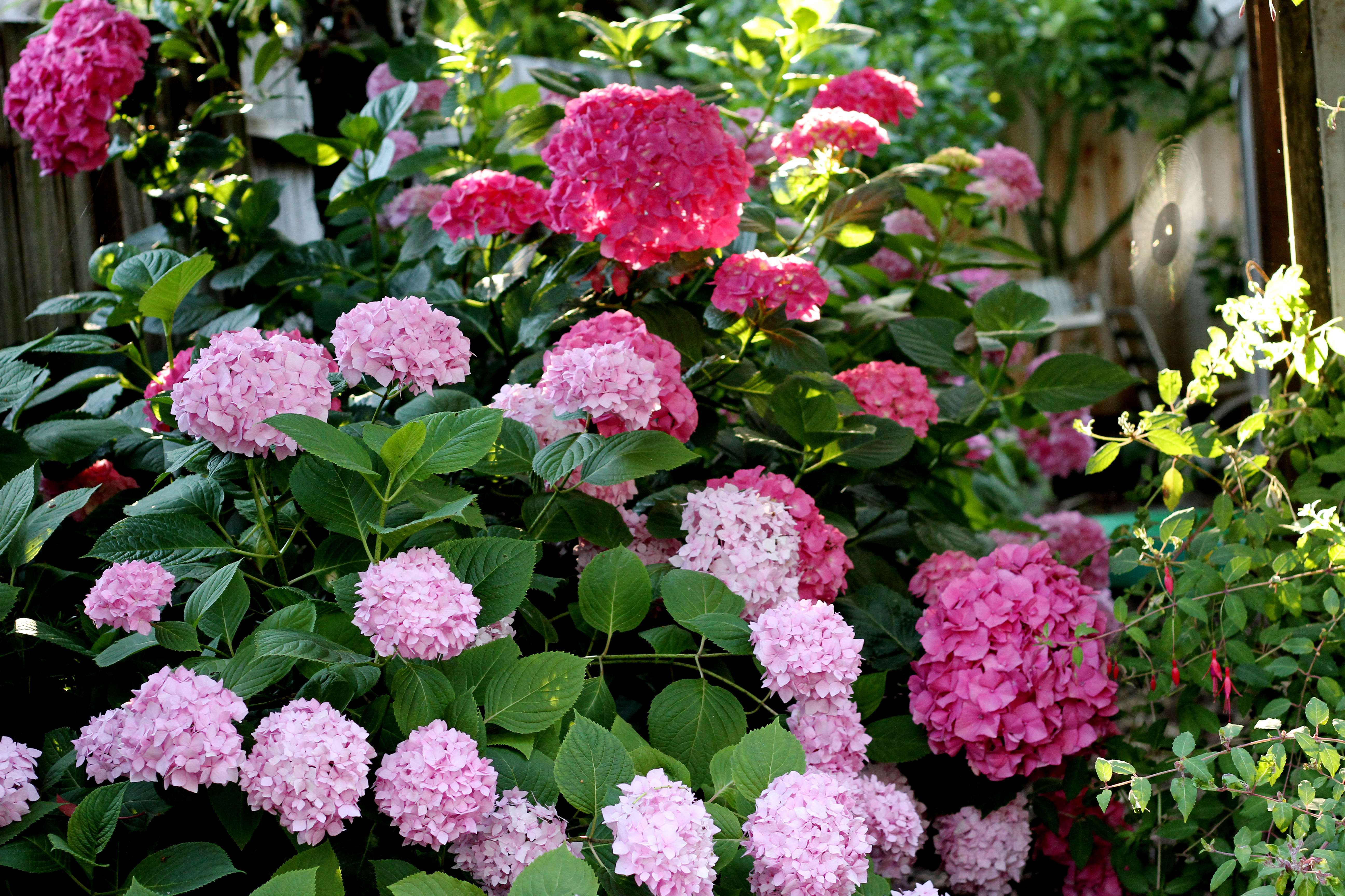 How to Prune a Leggy Hydrangea