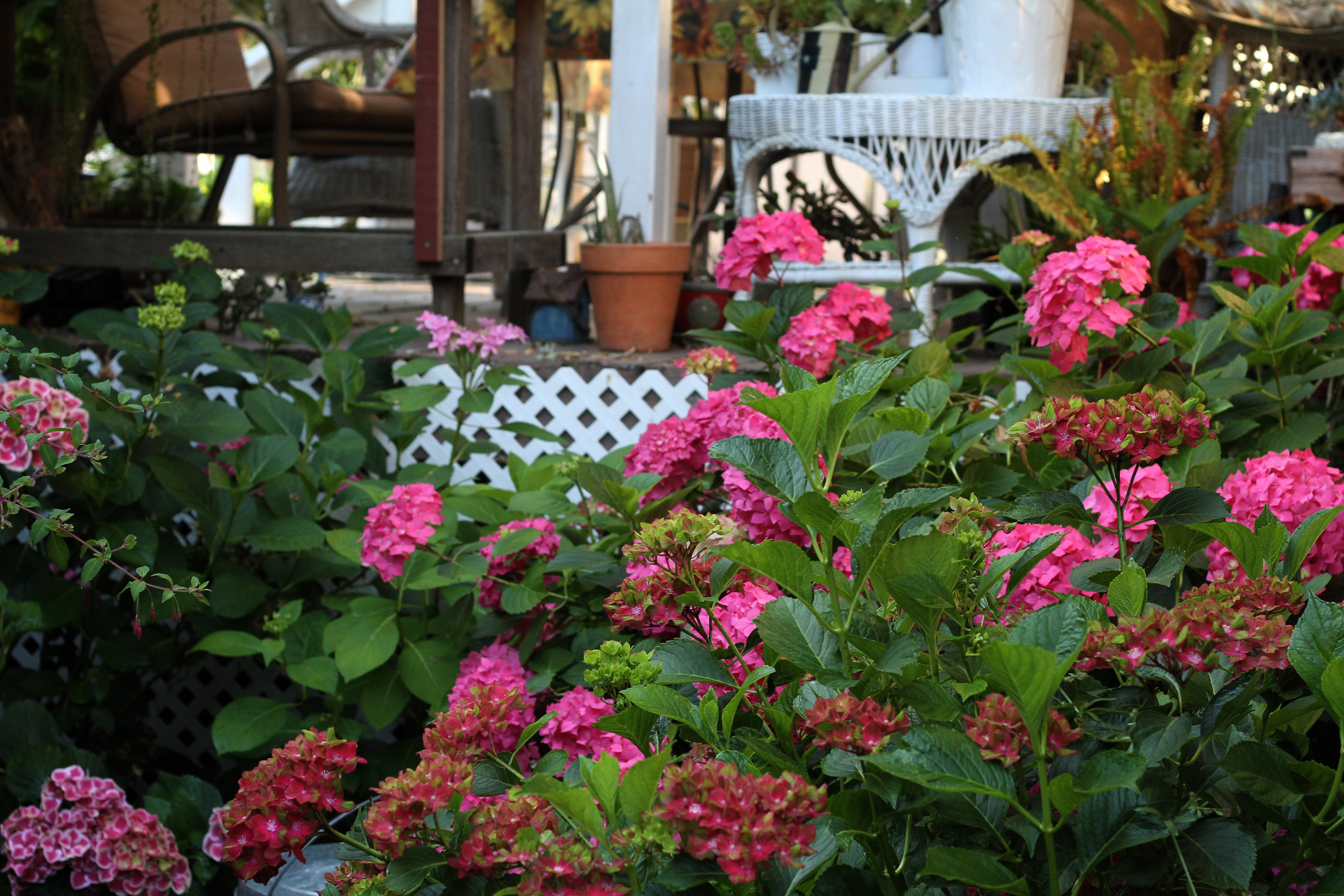 How to Prune a Leggy Hydrangea