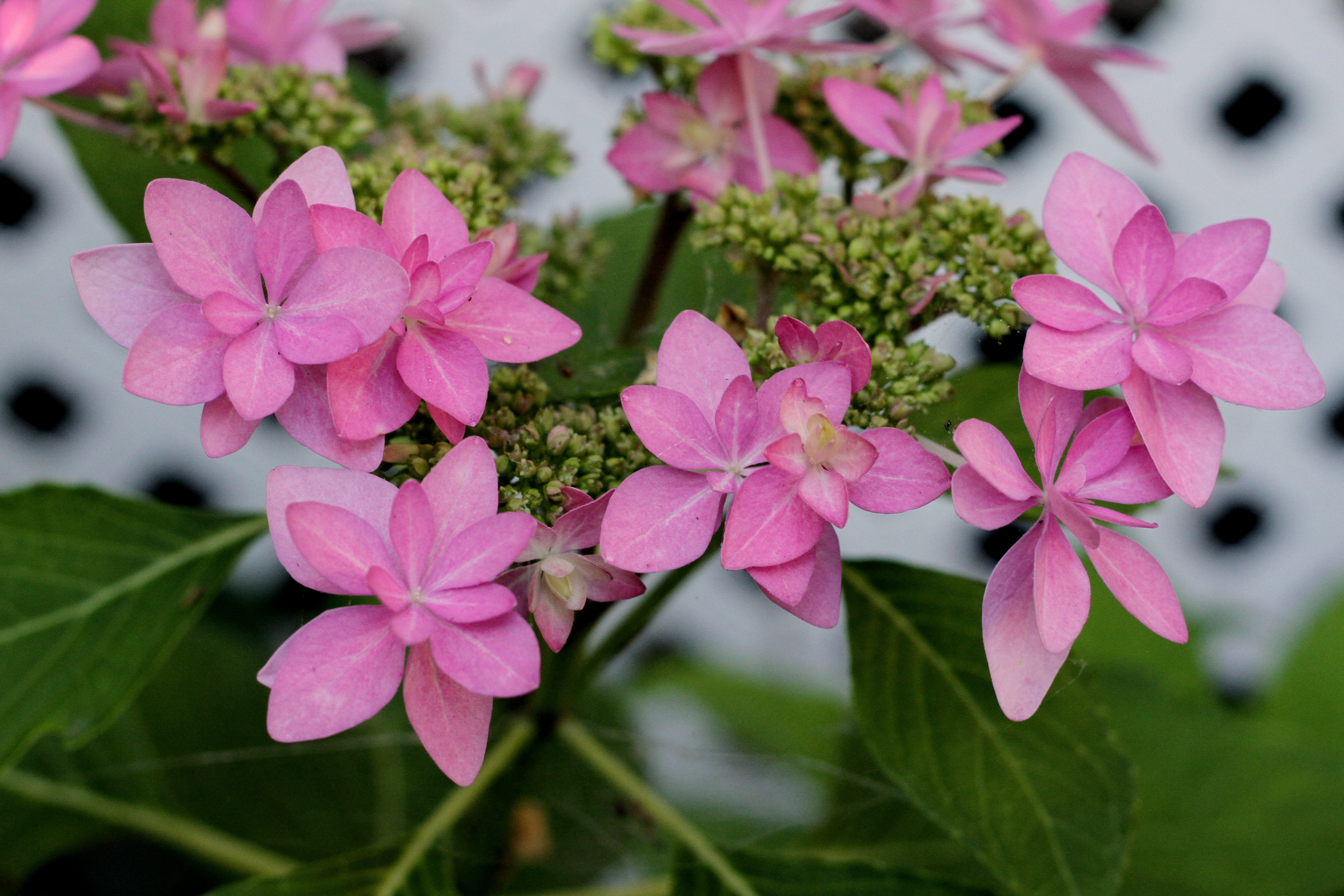 How to Prune a Leggy Hydrangea