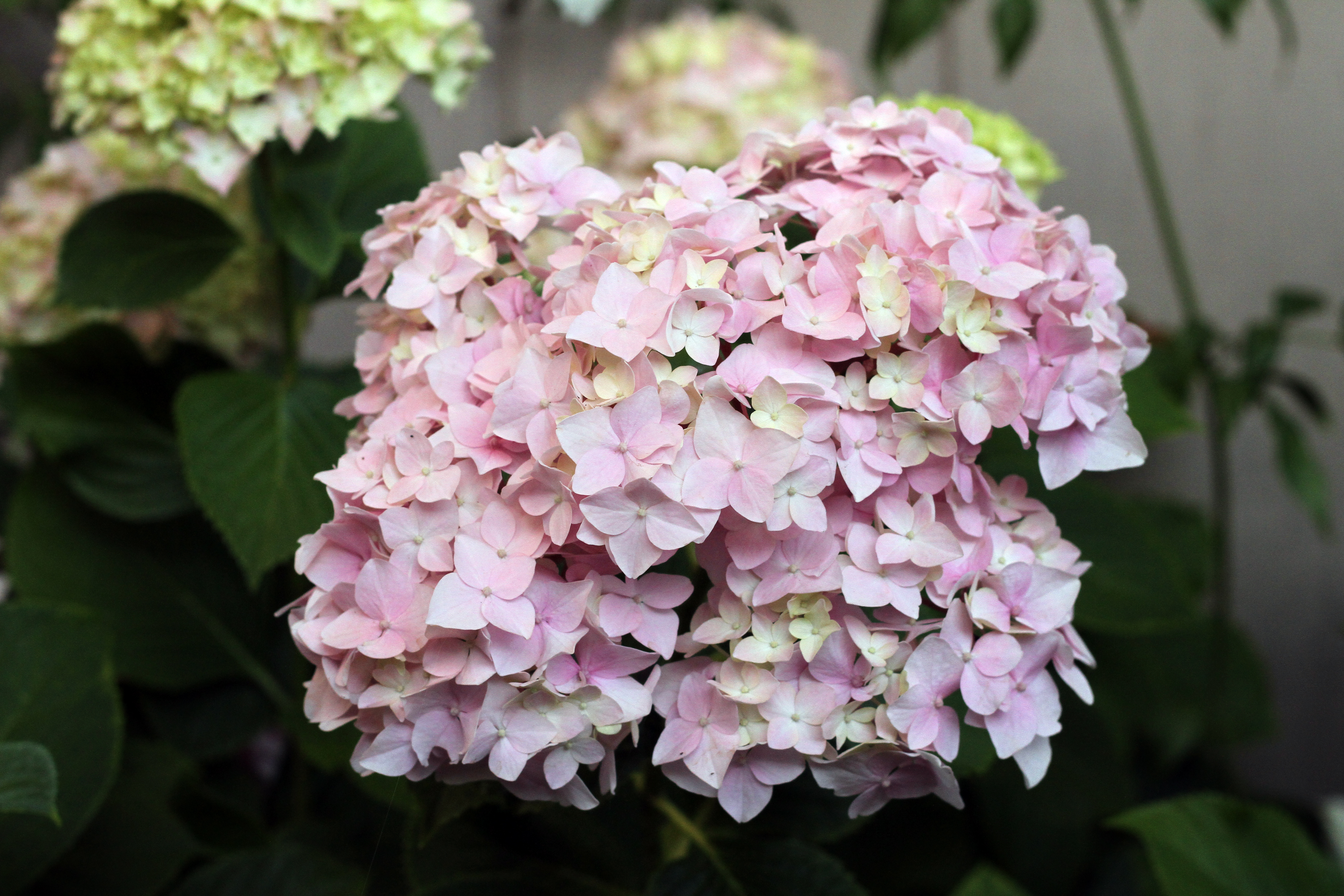 How to Prune a Leggy Hydrangea