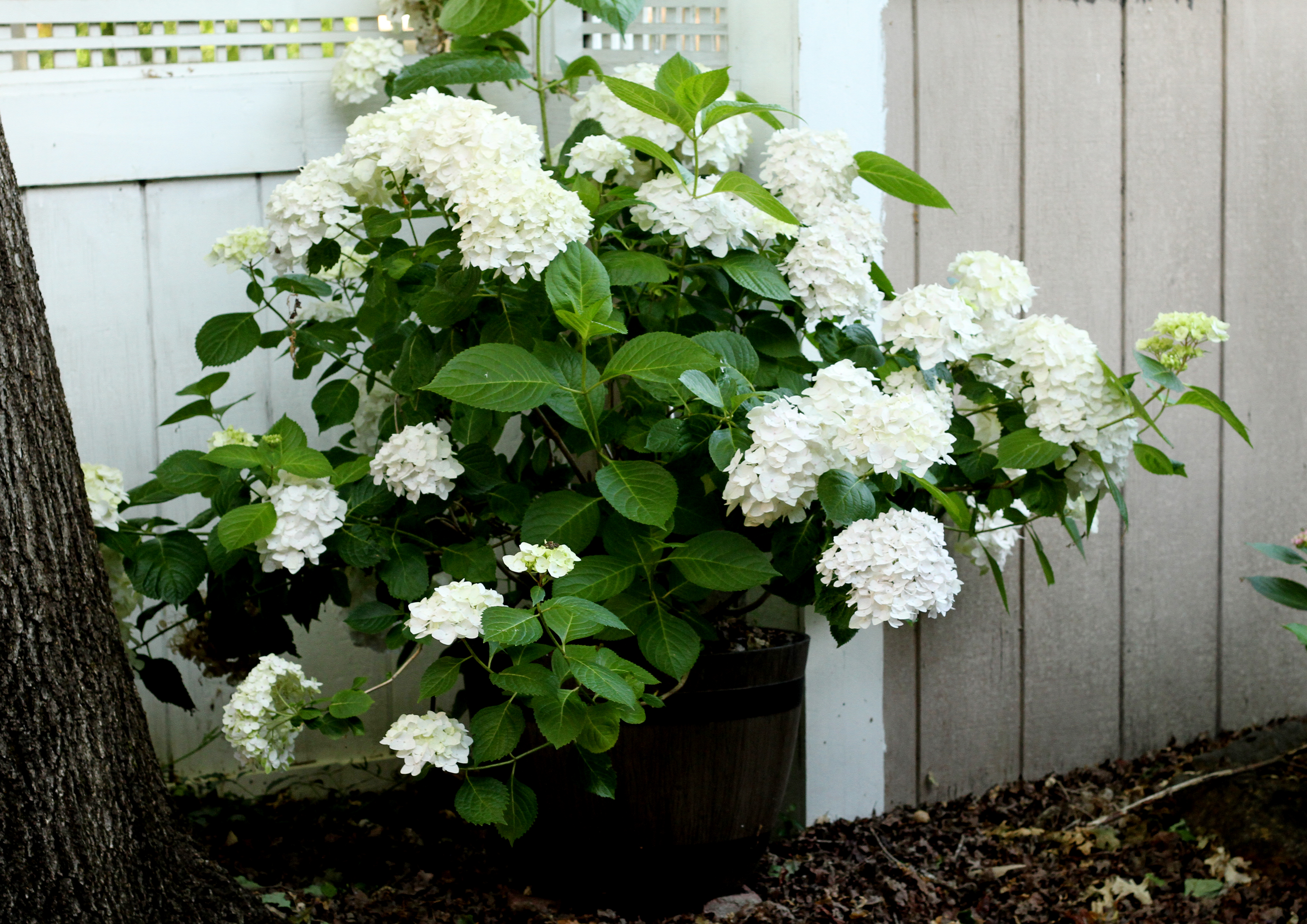 How to Prune a Leggy Hydrangea