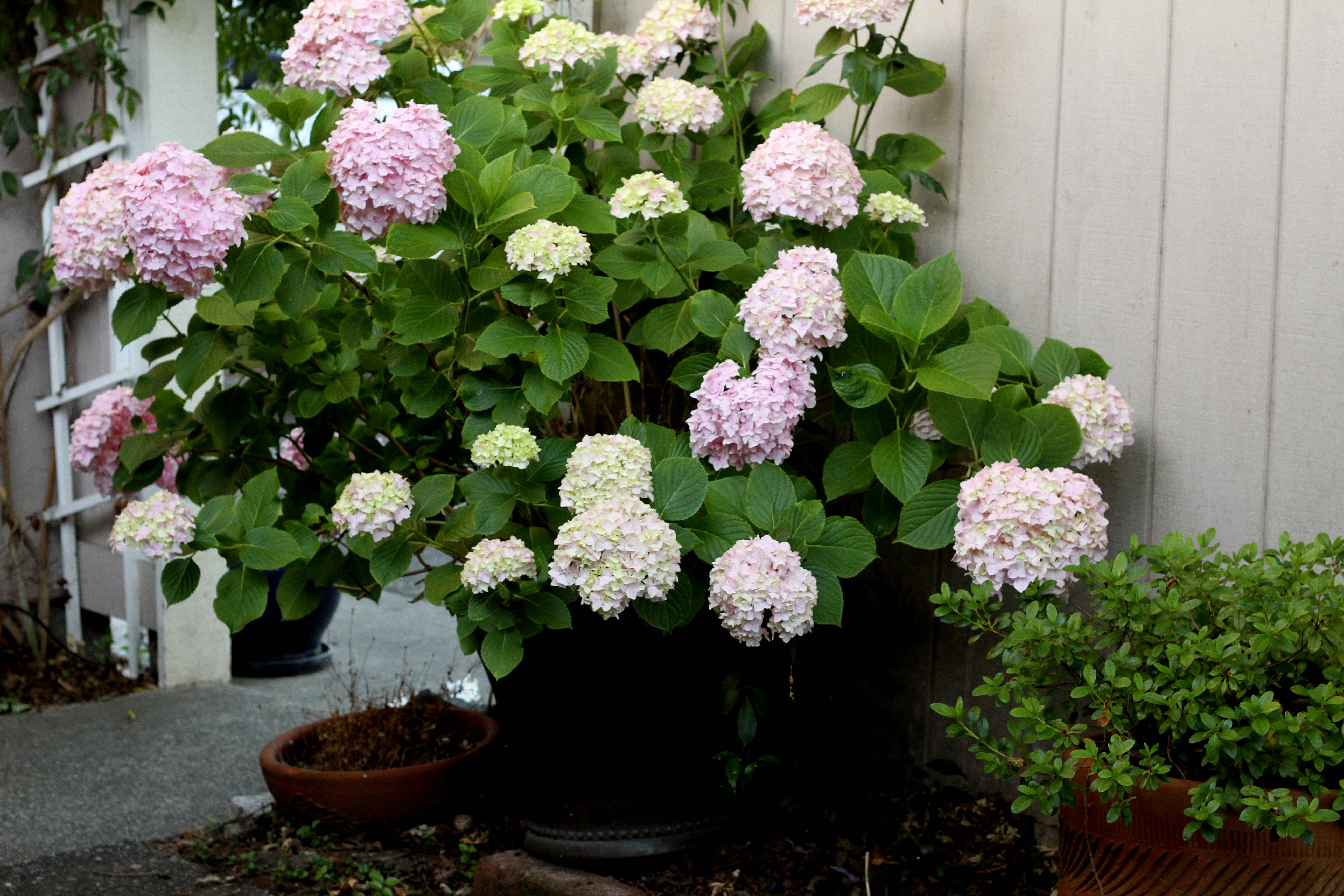 How to Prune a Leggy Hydrangea