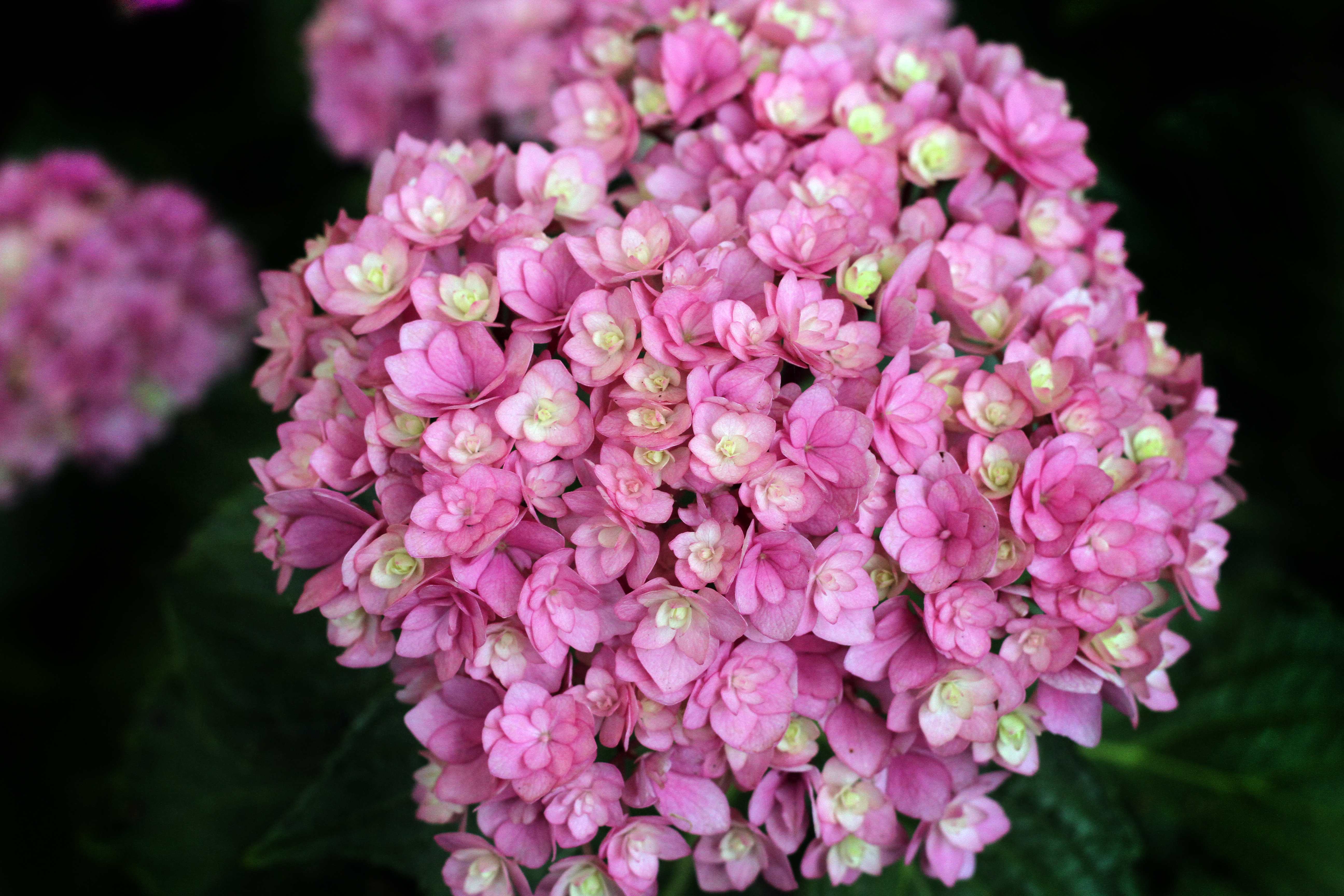 How to Prune a Leggy Hydrangea