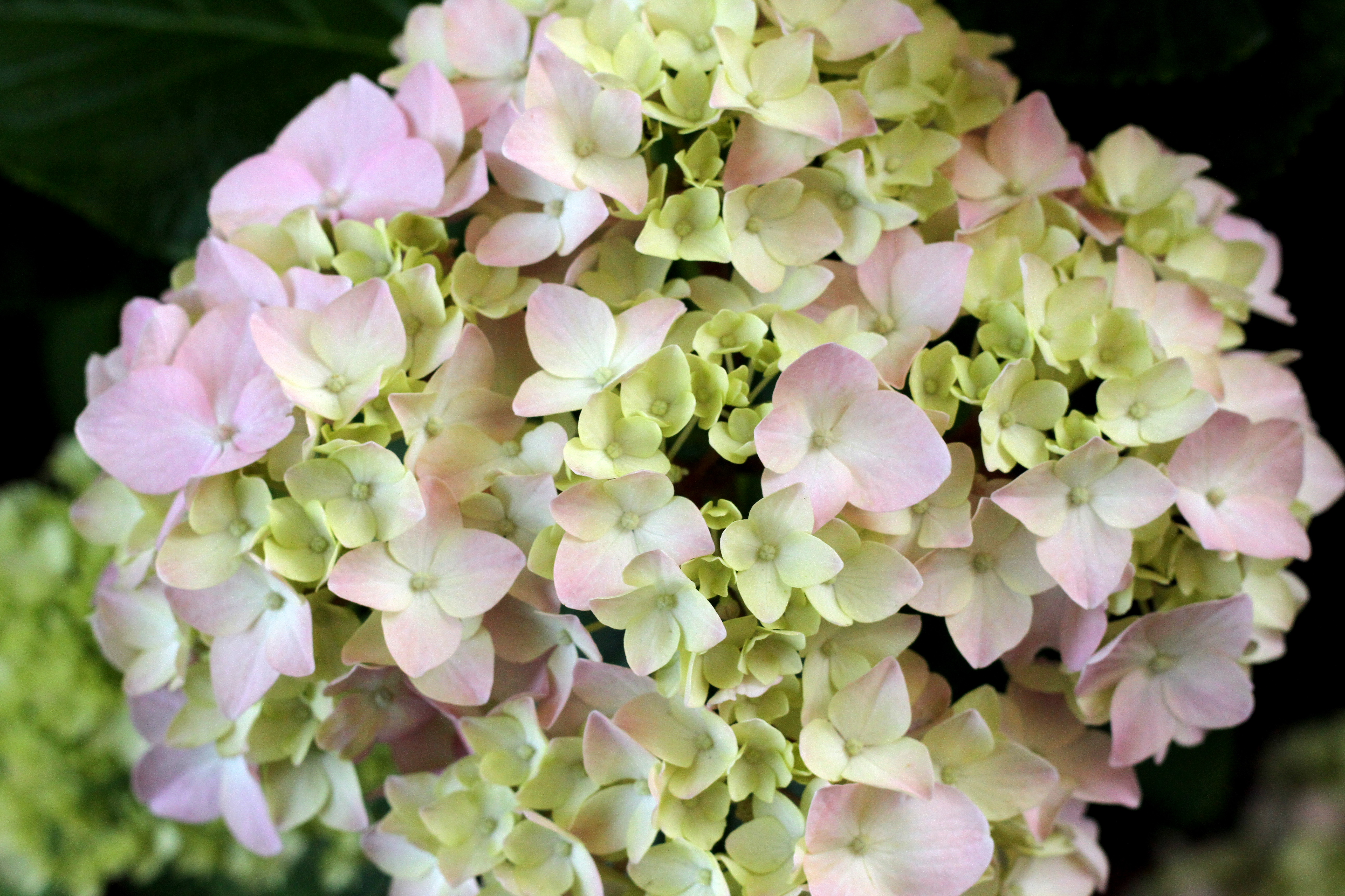 How to Prune a Leggy Hydrangea