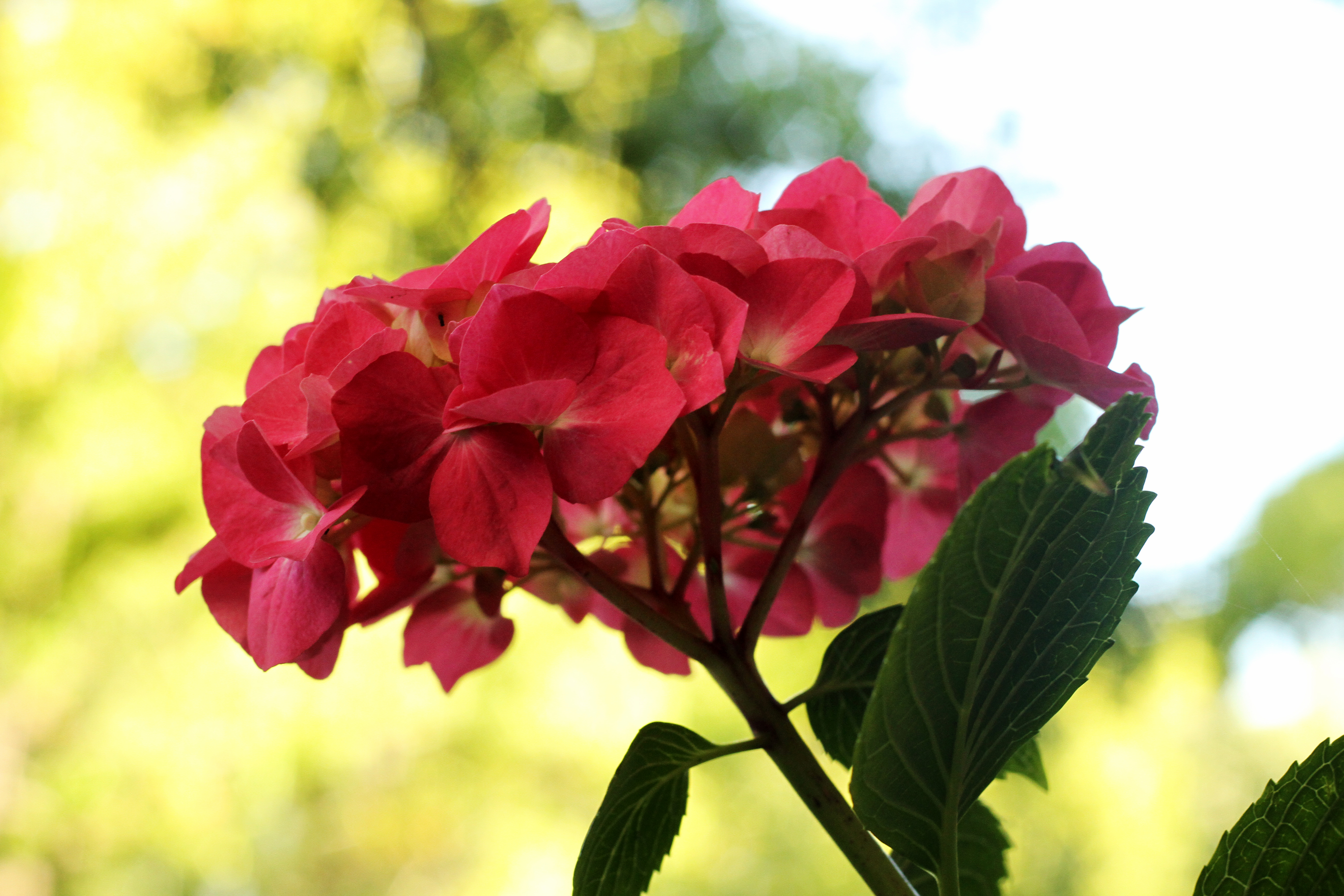 How to Prune a Leggy Hydrangea