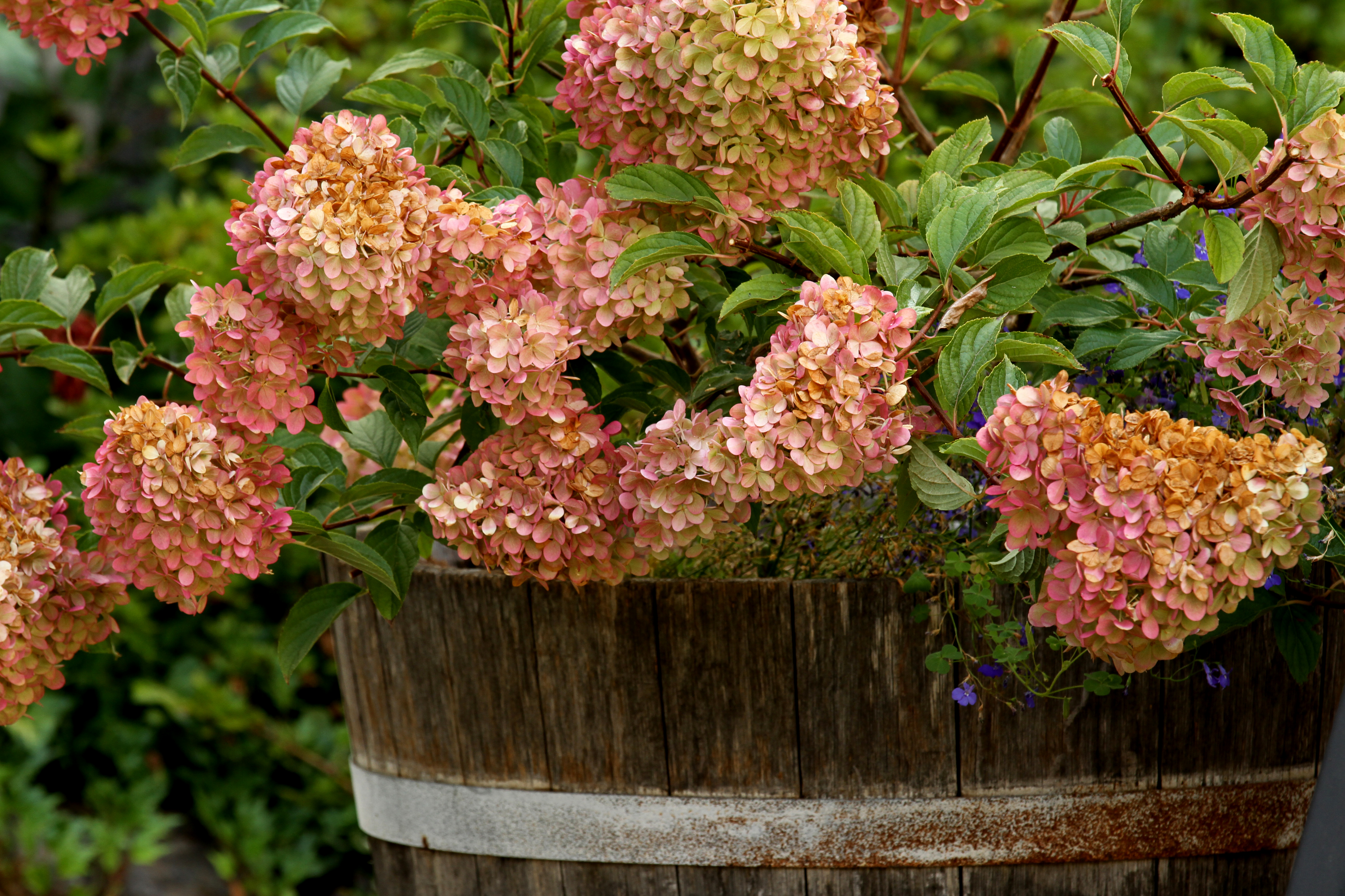 Hydrangea Paniculata Strawberry Vanilla