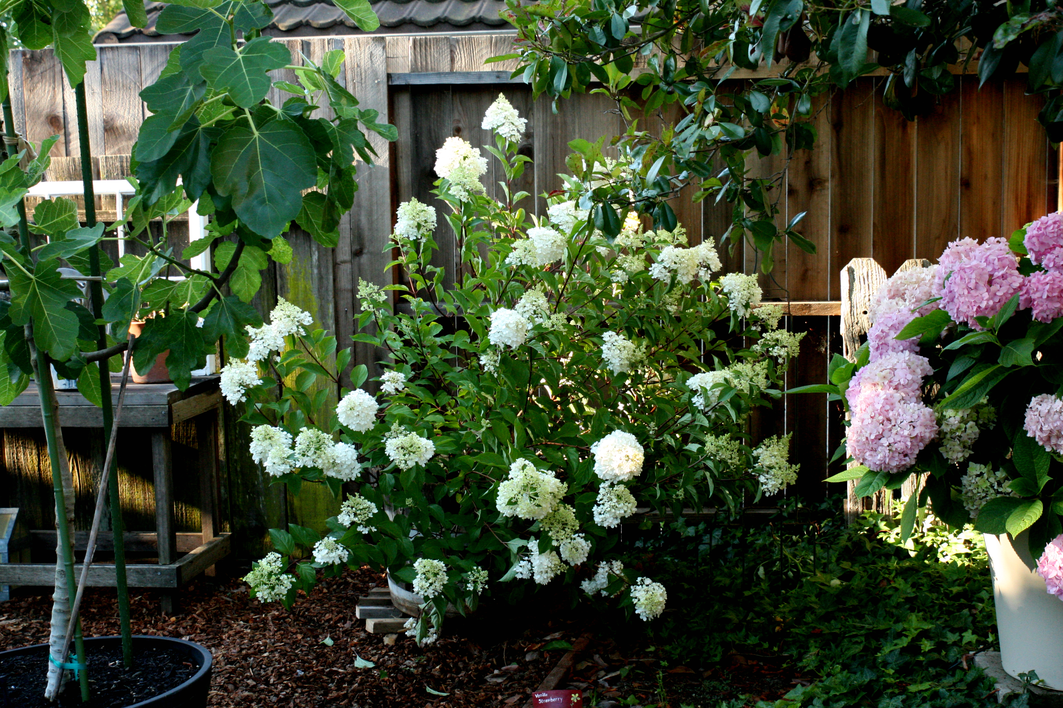 Hydrangea Paniculata Strawberry Vanilla