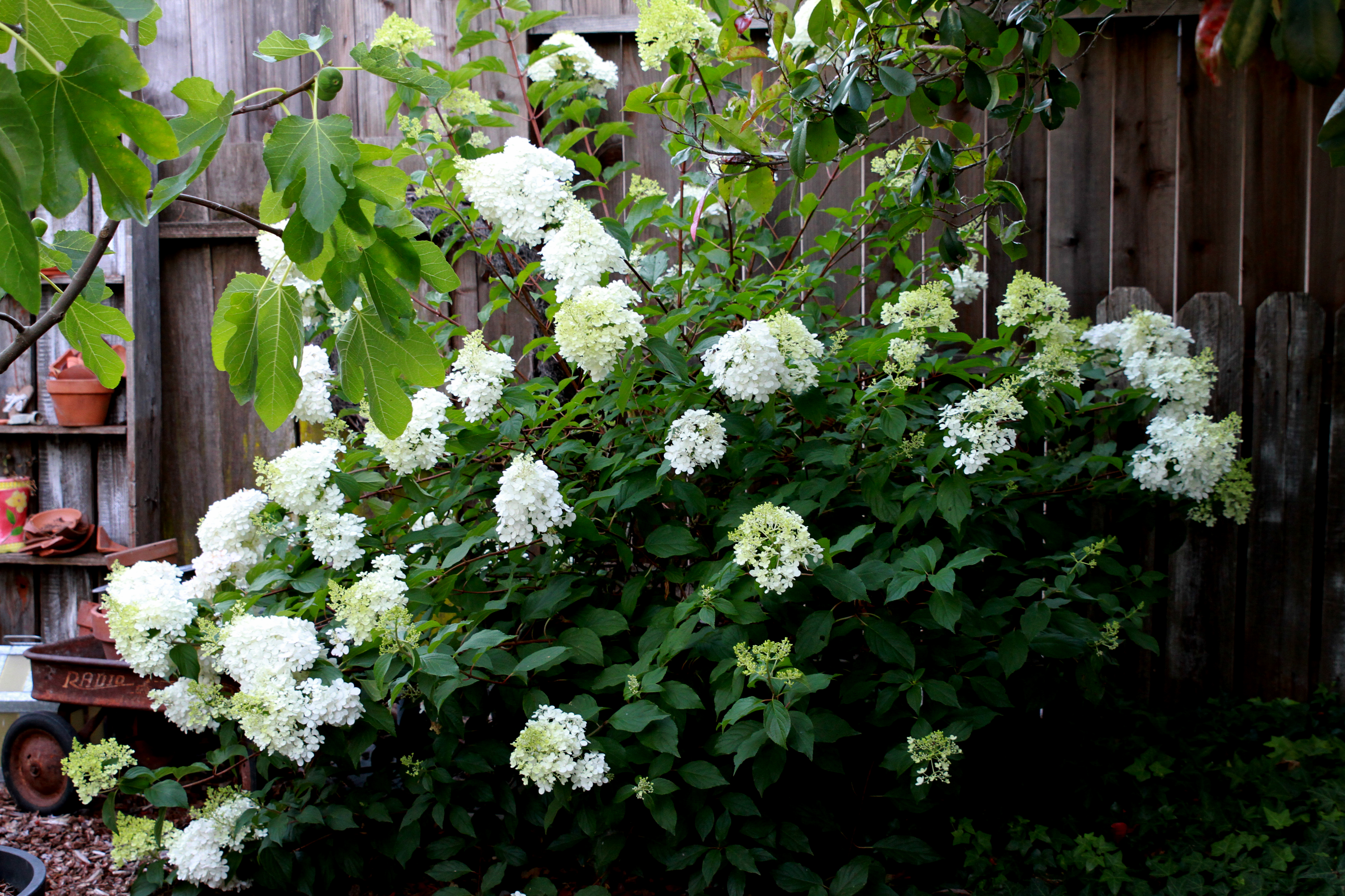 Hydrangea Paniculata Strawberry Vanilla