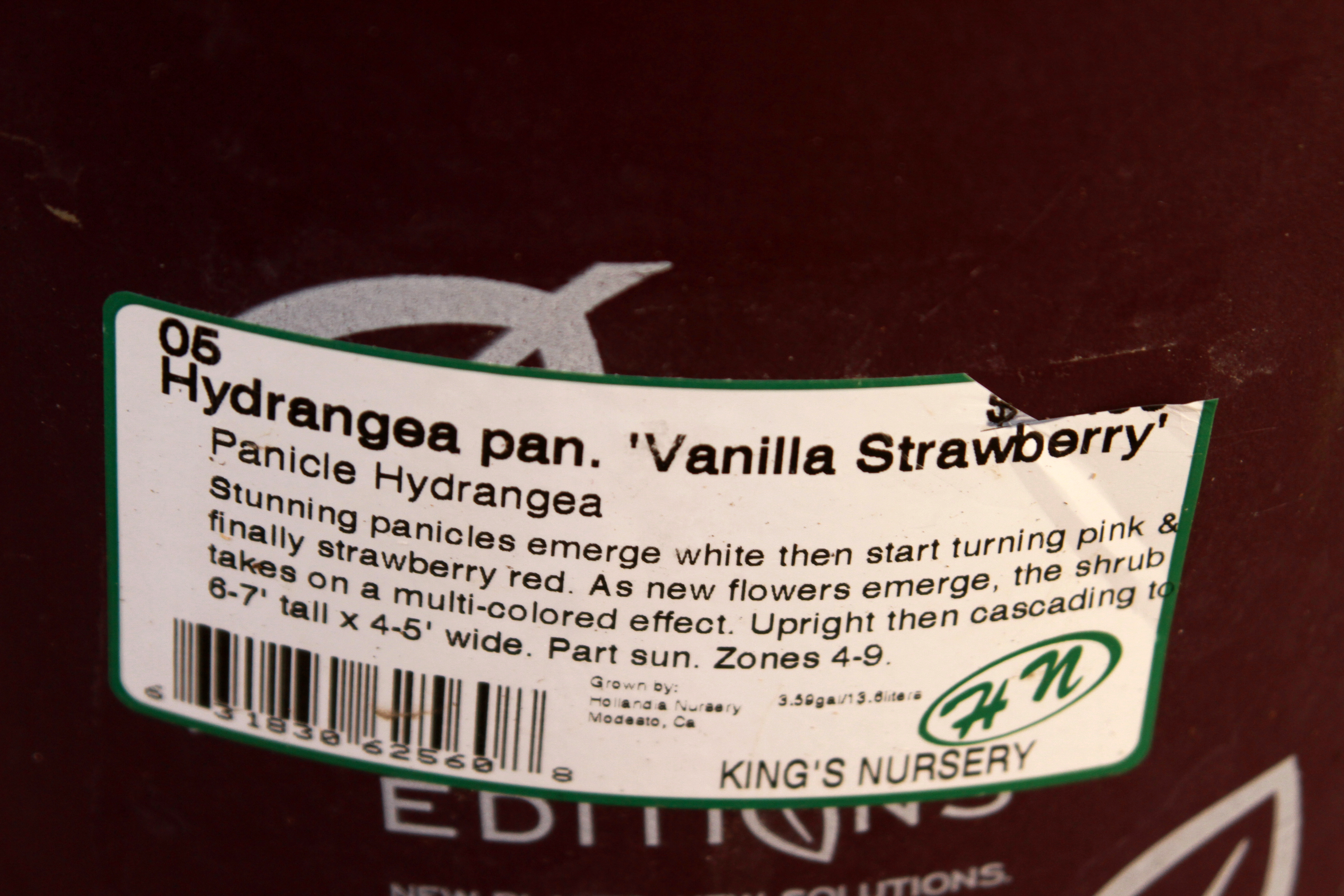 Hydrangea Paniculata Strawberry Vanilla