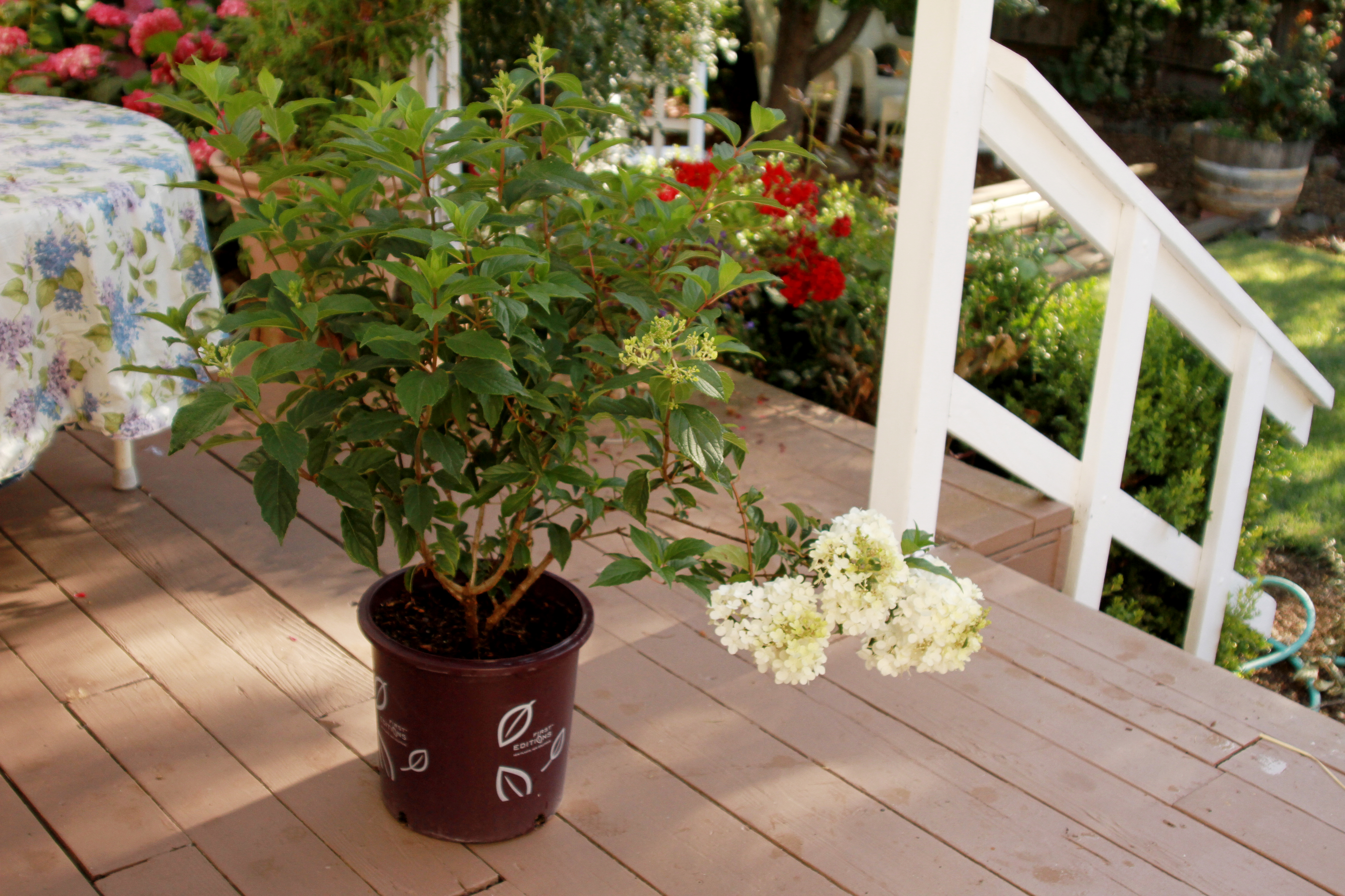 Hydrangea Paniculata Strawberry Vanilla