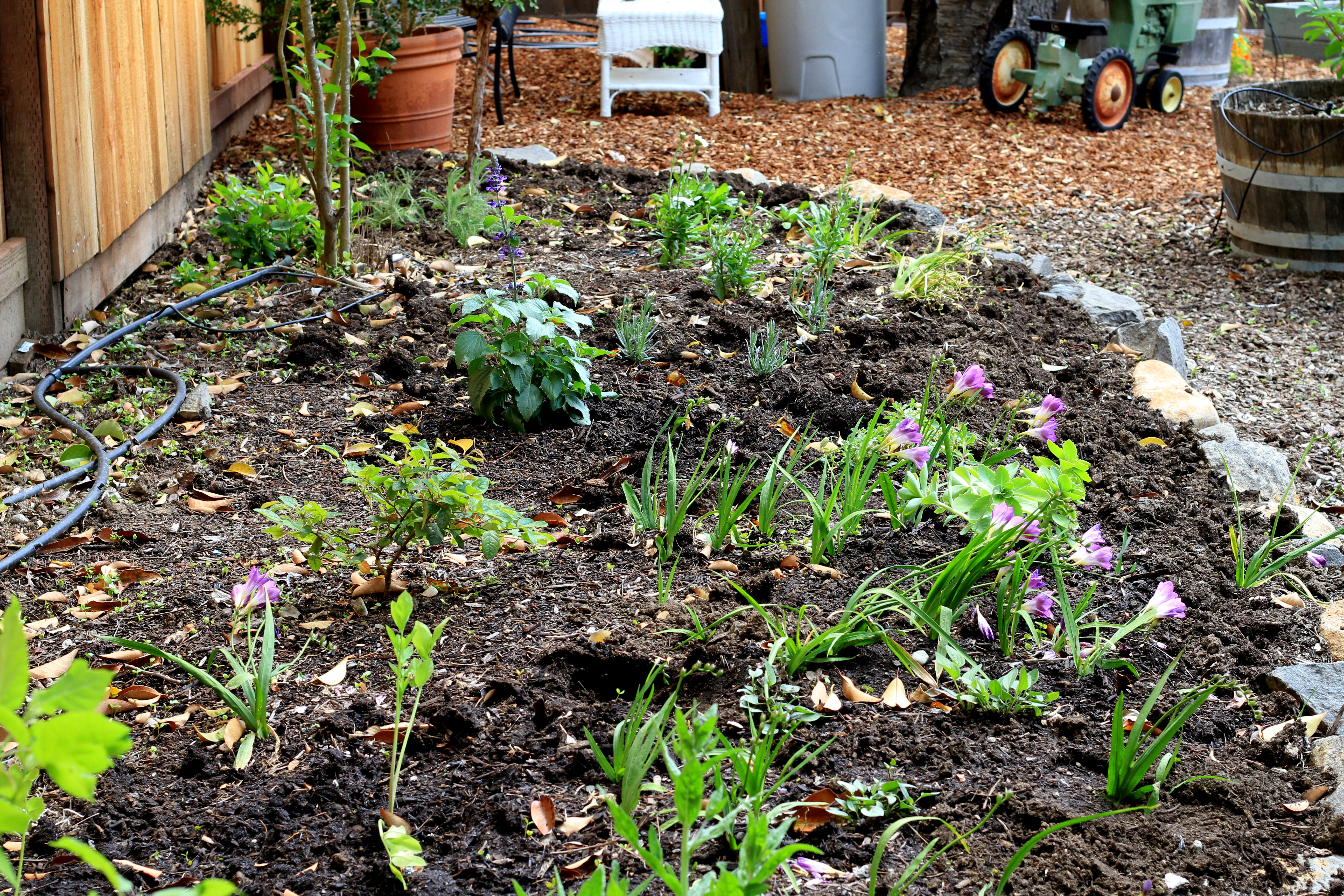 How to Plant a Perennial Flower Border