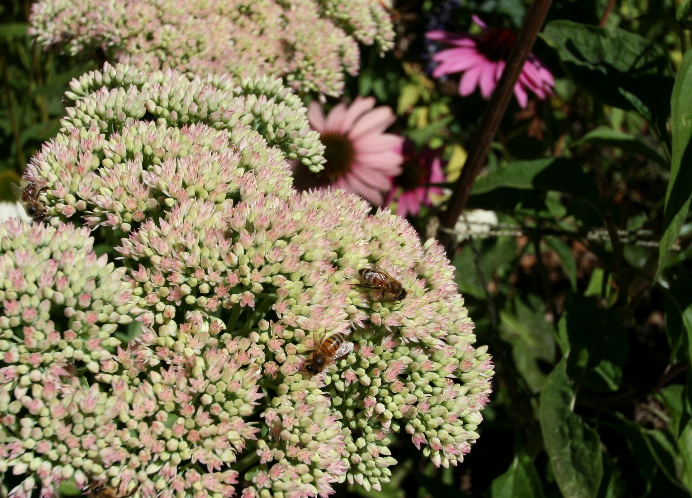 How to Plant a Perennial Flower Border