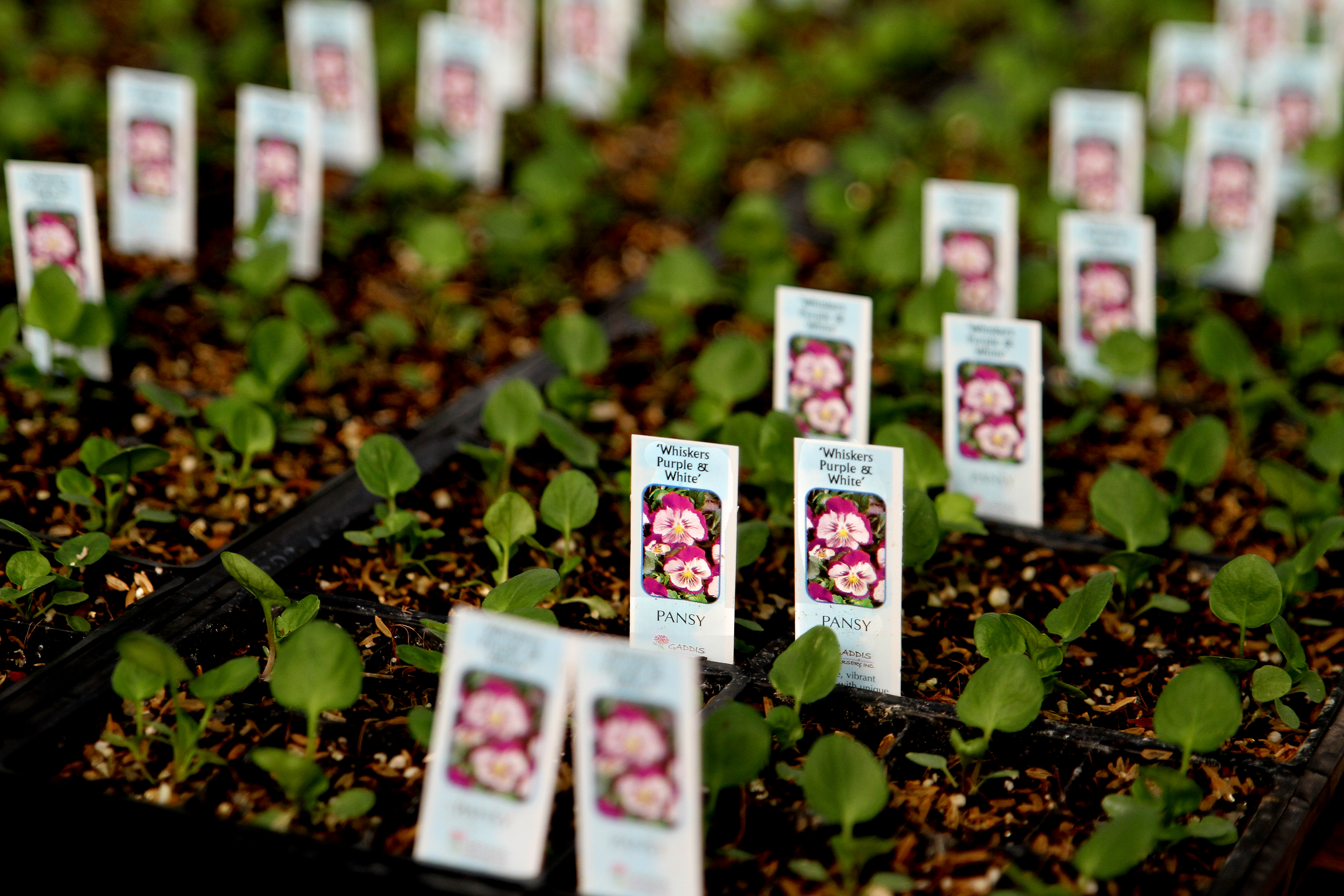 Gaddis Wholesale Nursery...Preparing Plants for Our Gardens!