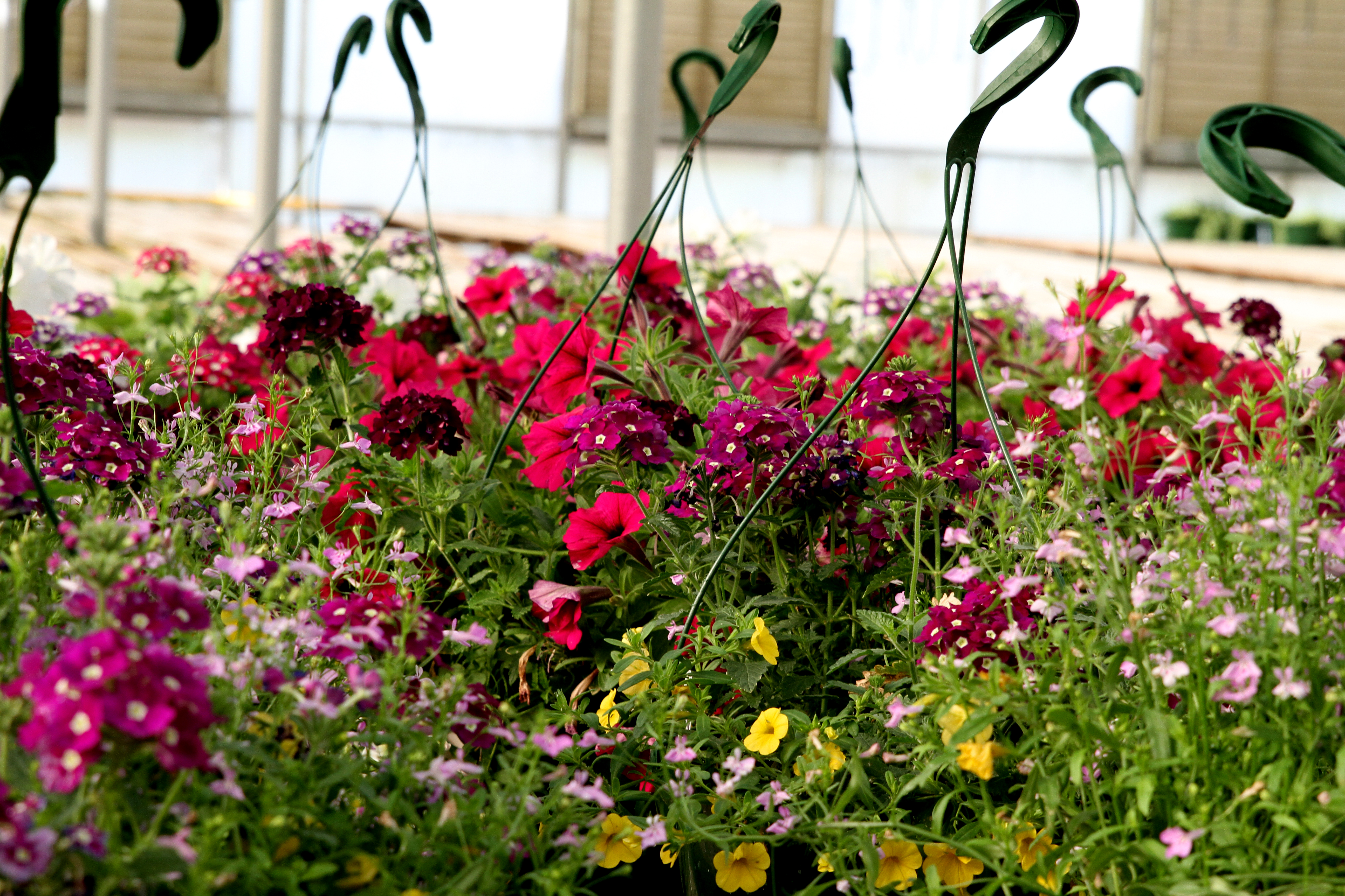 Gaddis Wholesale Nursery...Preparing Plants for Our Gardens!