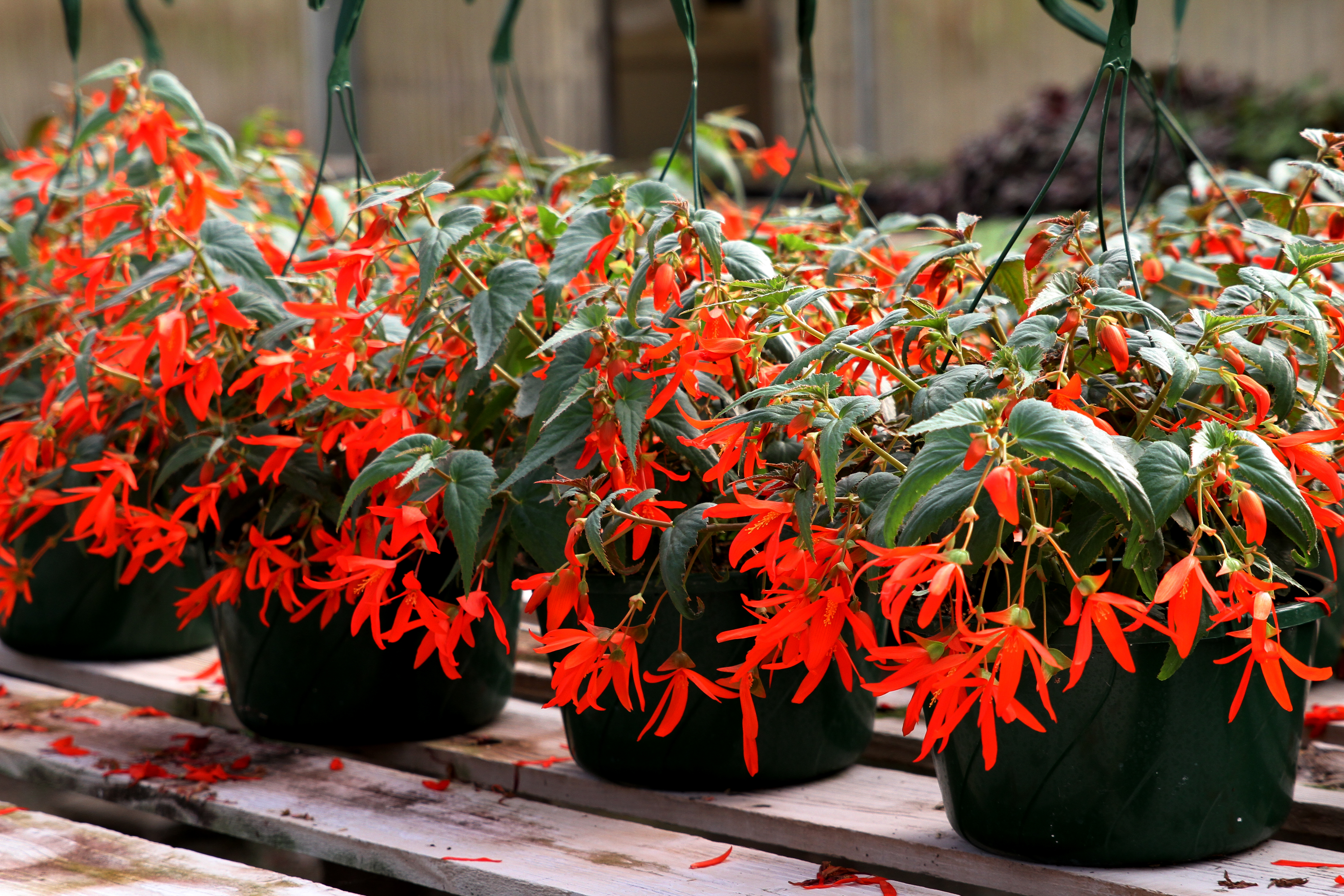 Gaddis Wholesale Nursery...Preparing Plants for Our Gardens!