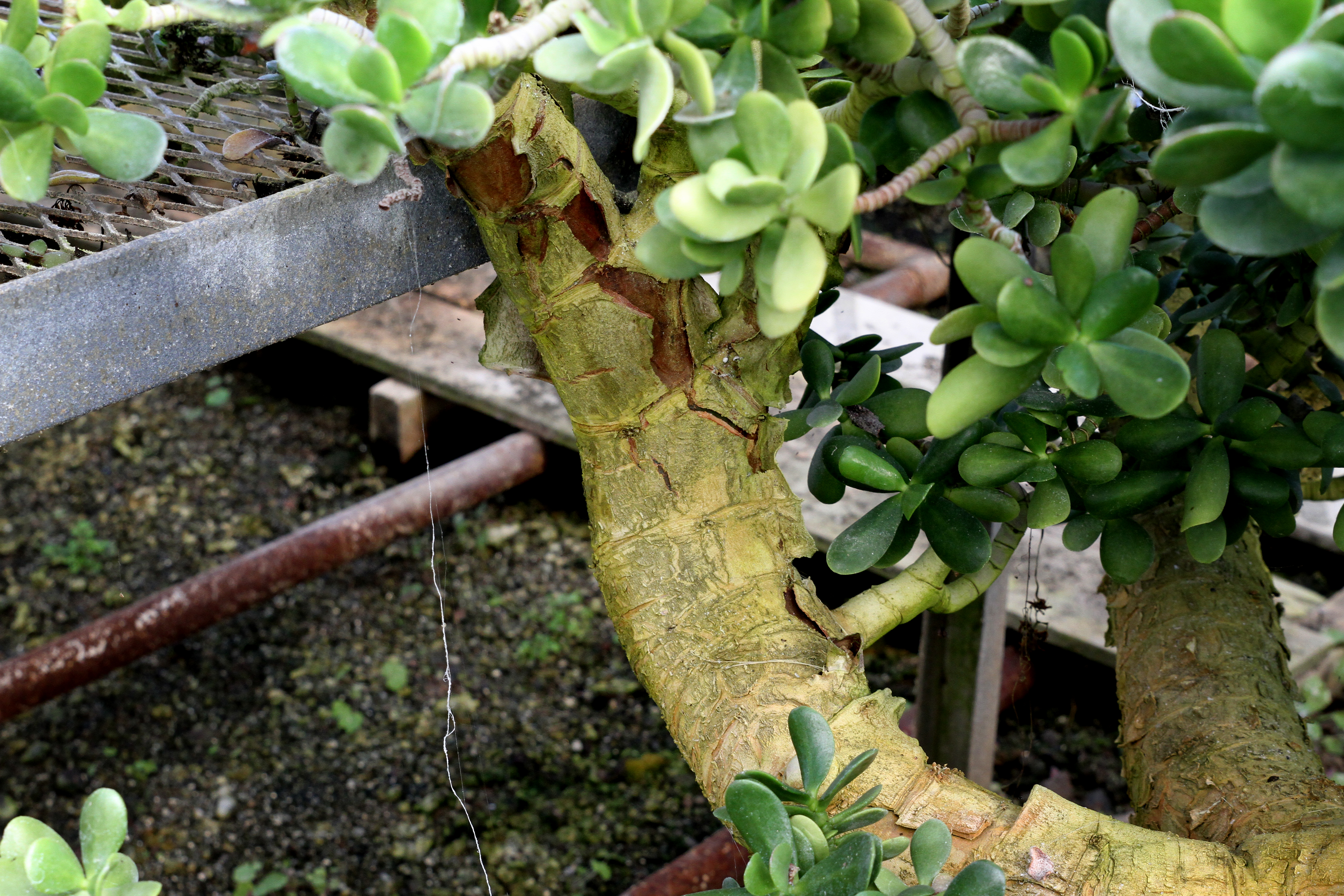 Gaddis Wholesale Nursery...Preparing Plants for Our Gardens!