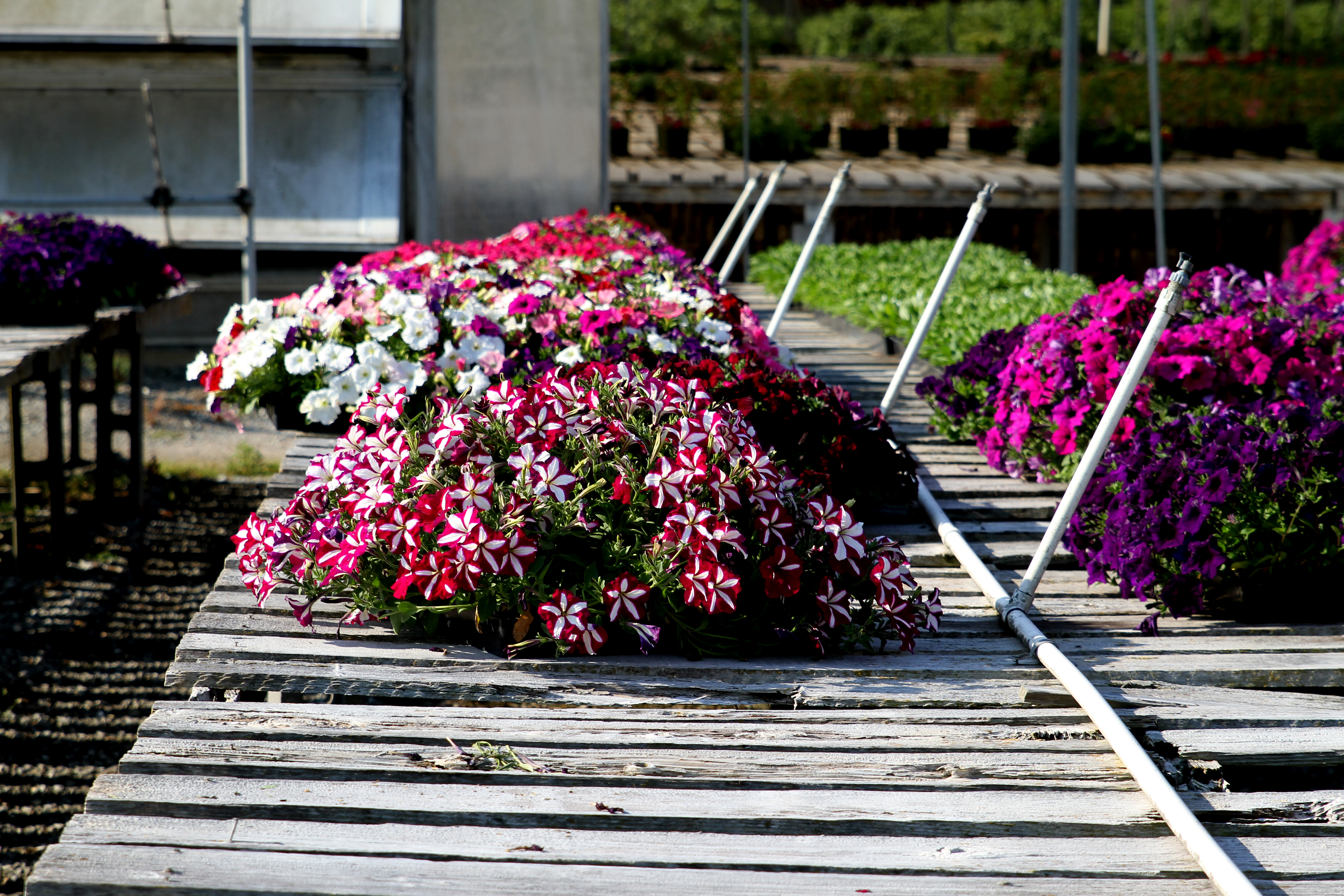 Gaddis Wholesale Nursery...Preparing Plants for Our Gardens!