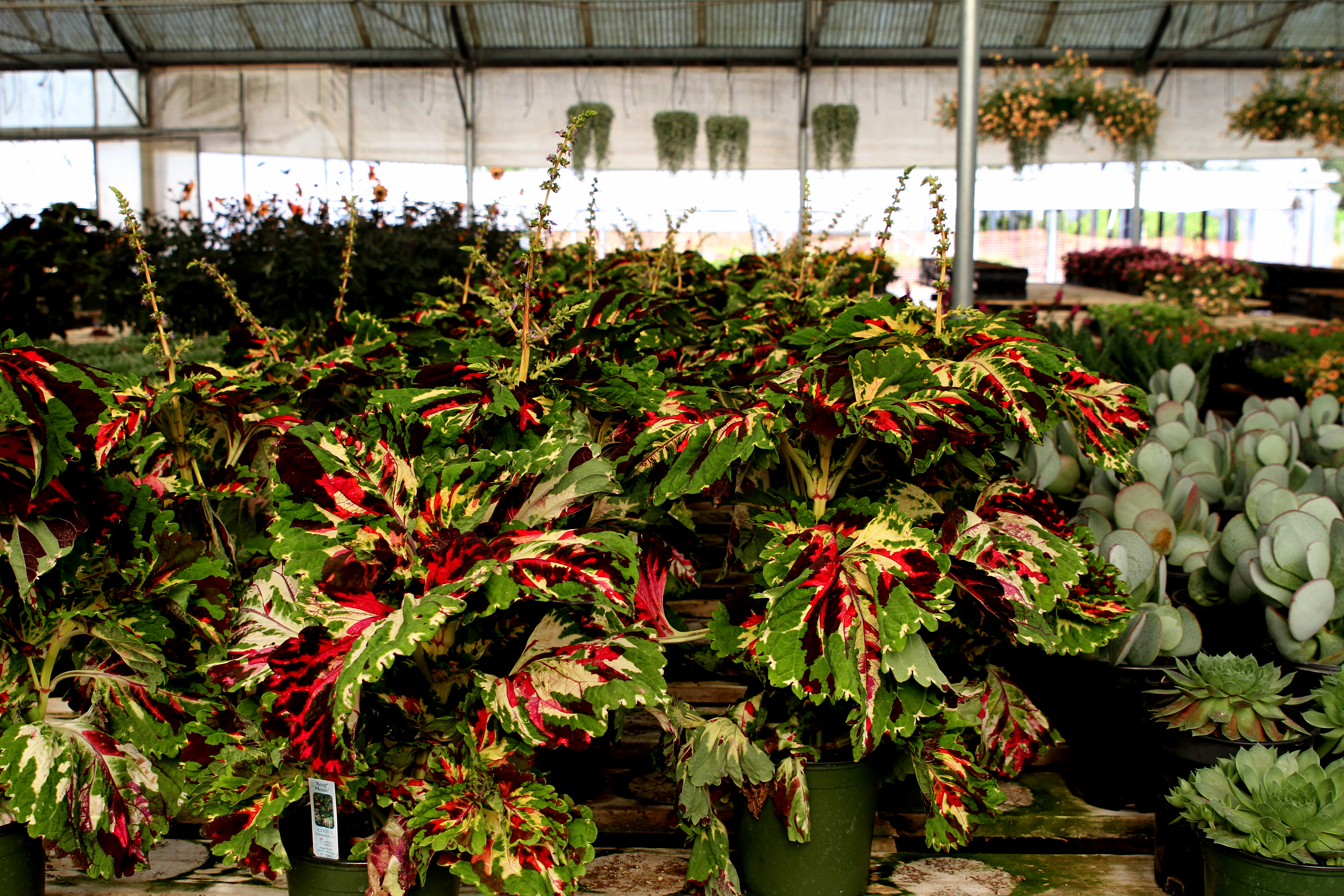 Gaddis Wholesale Nursery...Preparing Plants for Our Gardens!