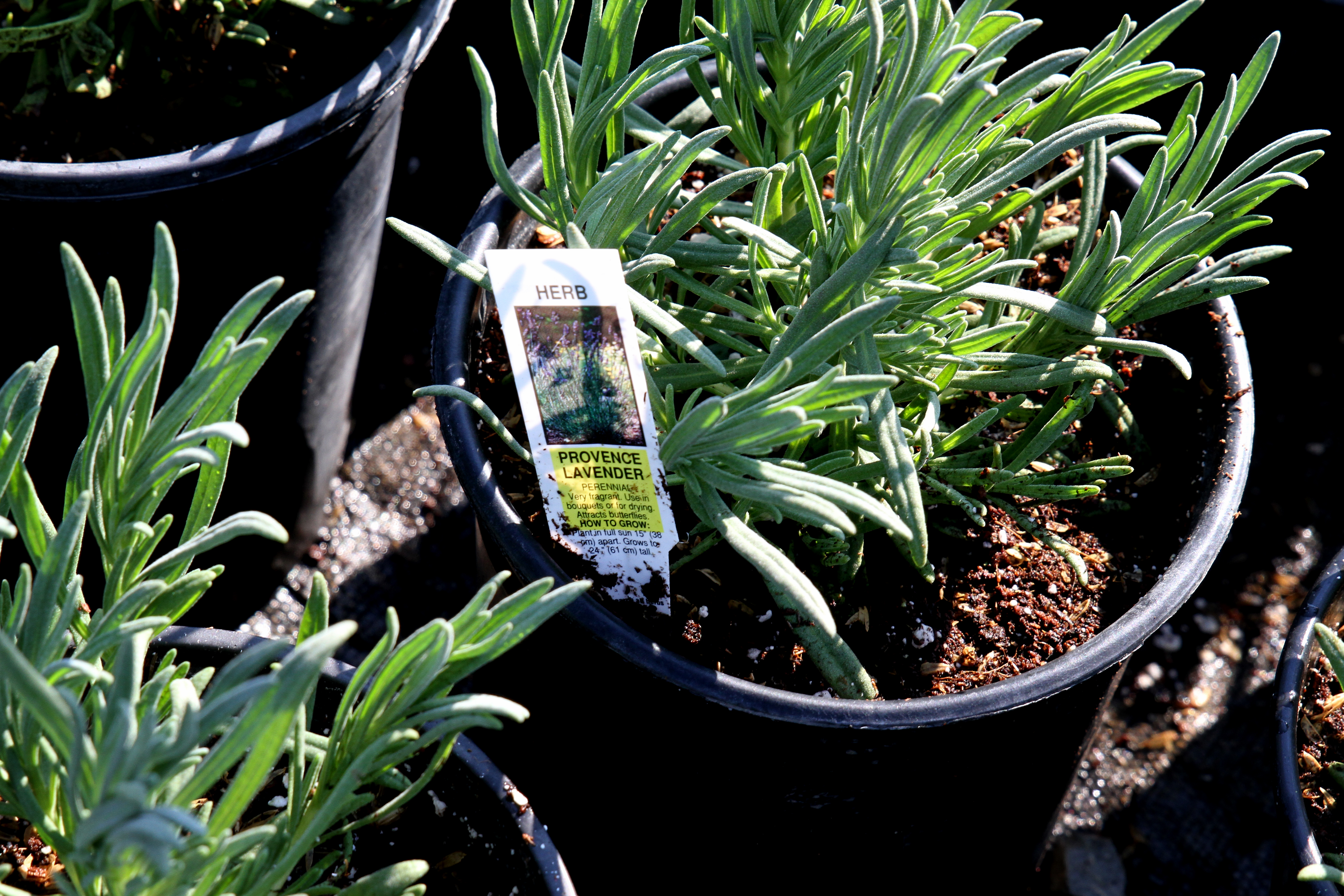 Gaddis Wholesale Nursery...Preparing Plants for Our Gardens!