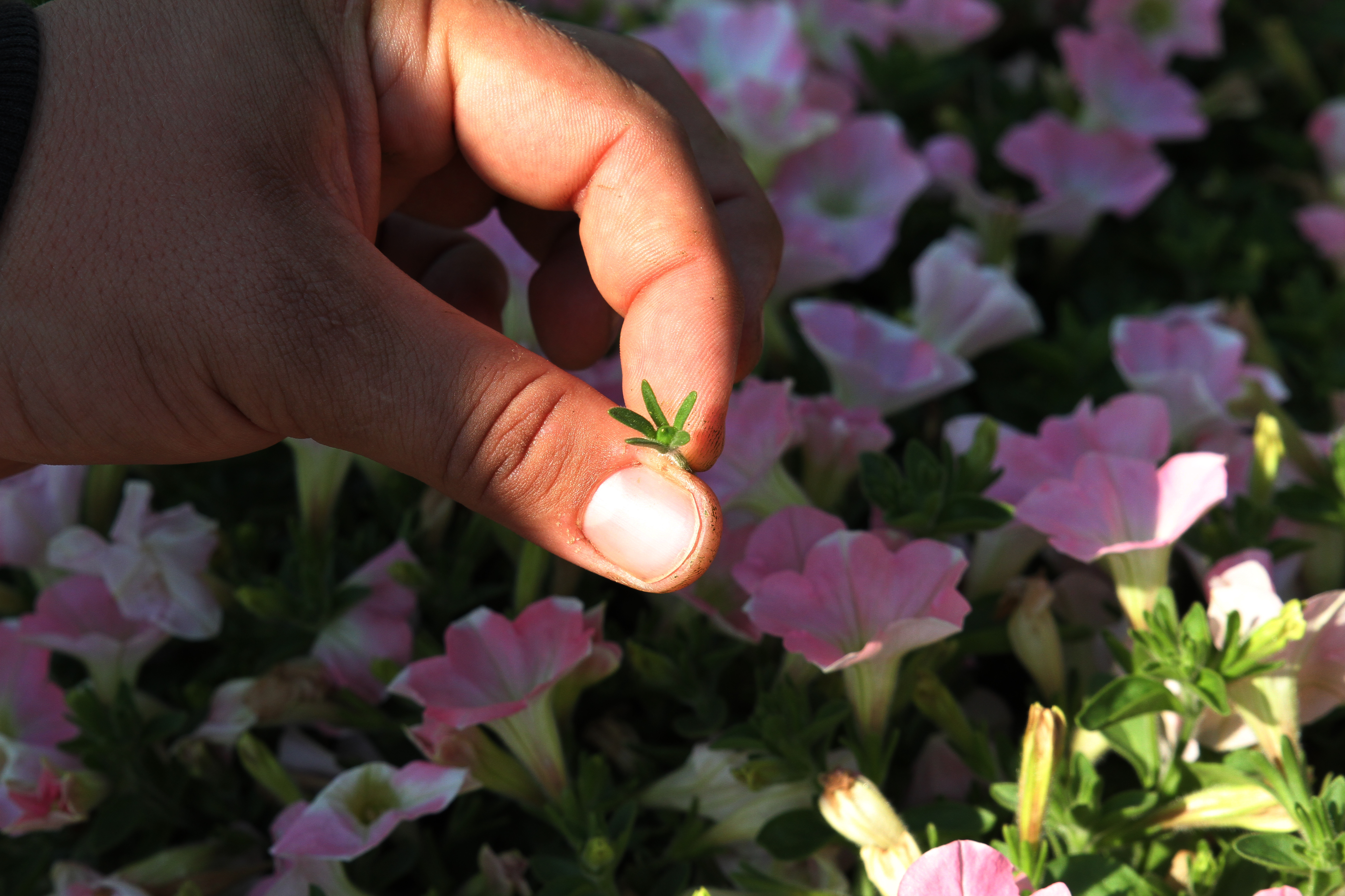 Gaddis Wholesale Nursery...Preparing Plants for Our Gardens!