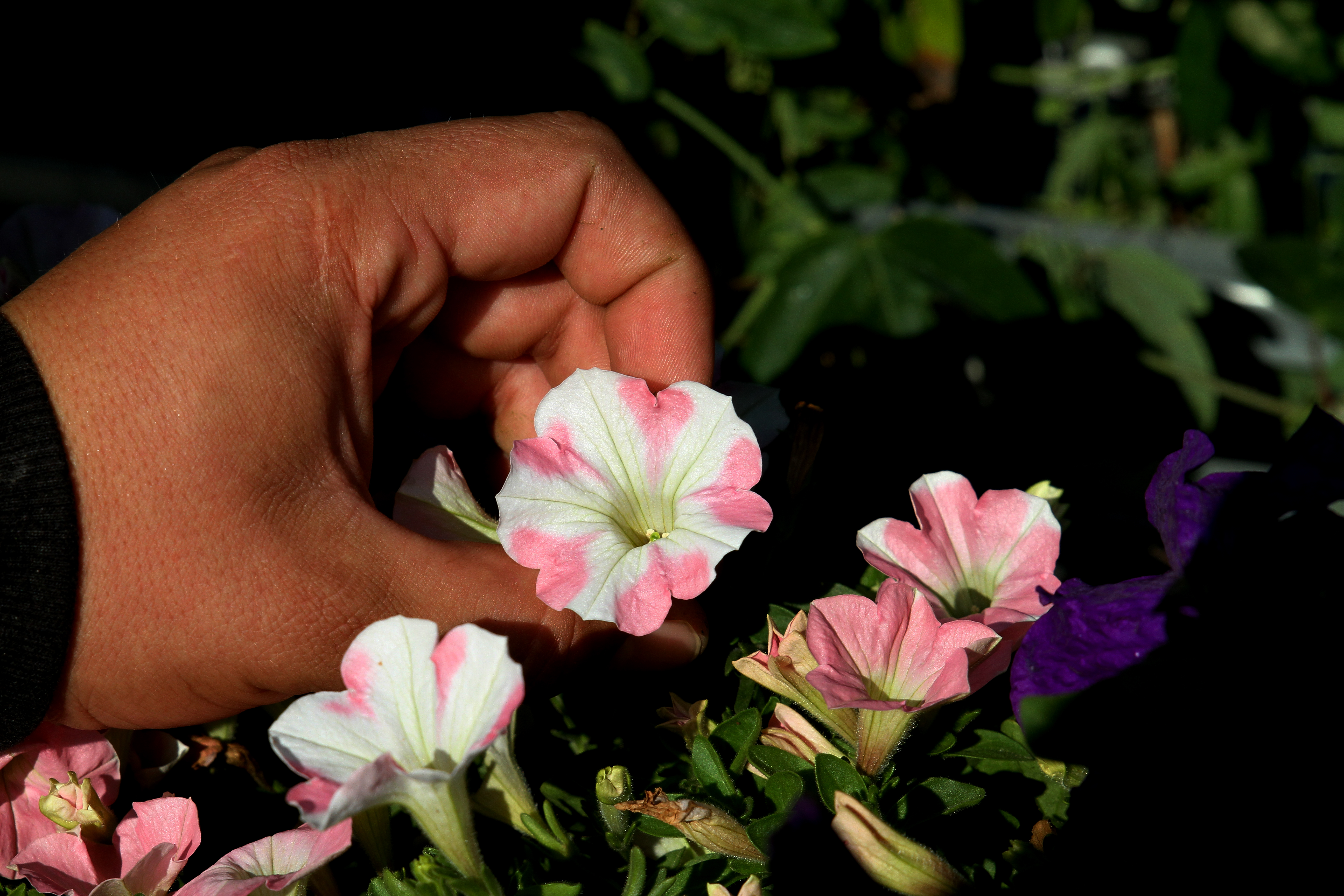 Gaddis Wholesale Nursery...Preparing Plants for Our Gardens!