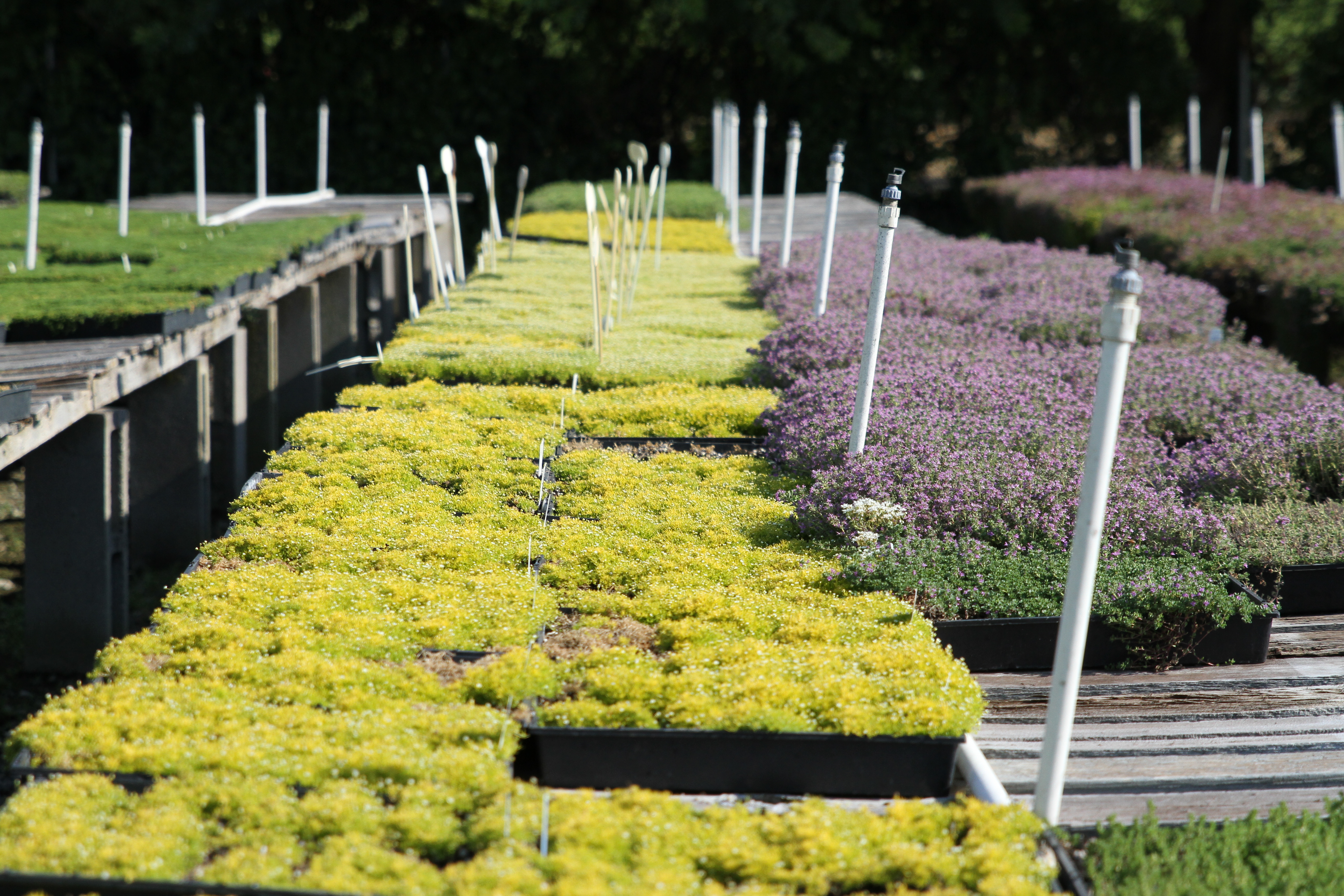 Gaddis Wholesale Nursery...Preparing Plants for Our Gardens!