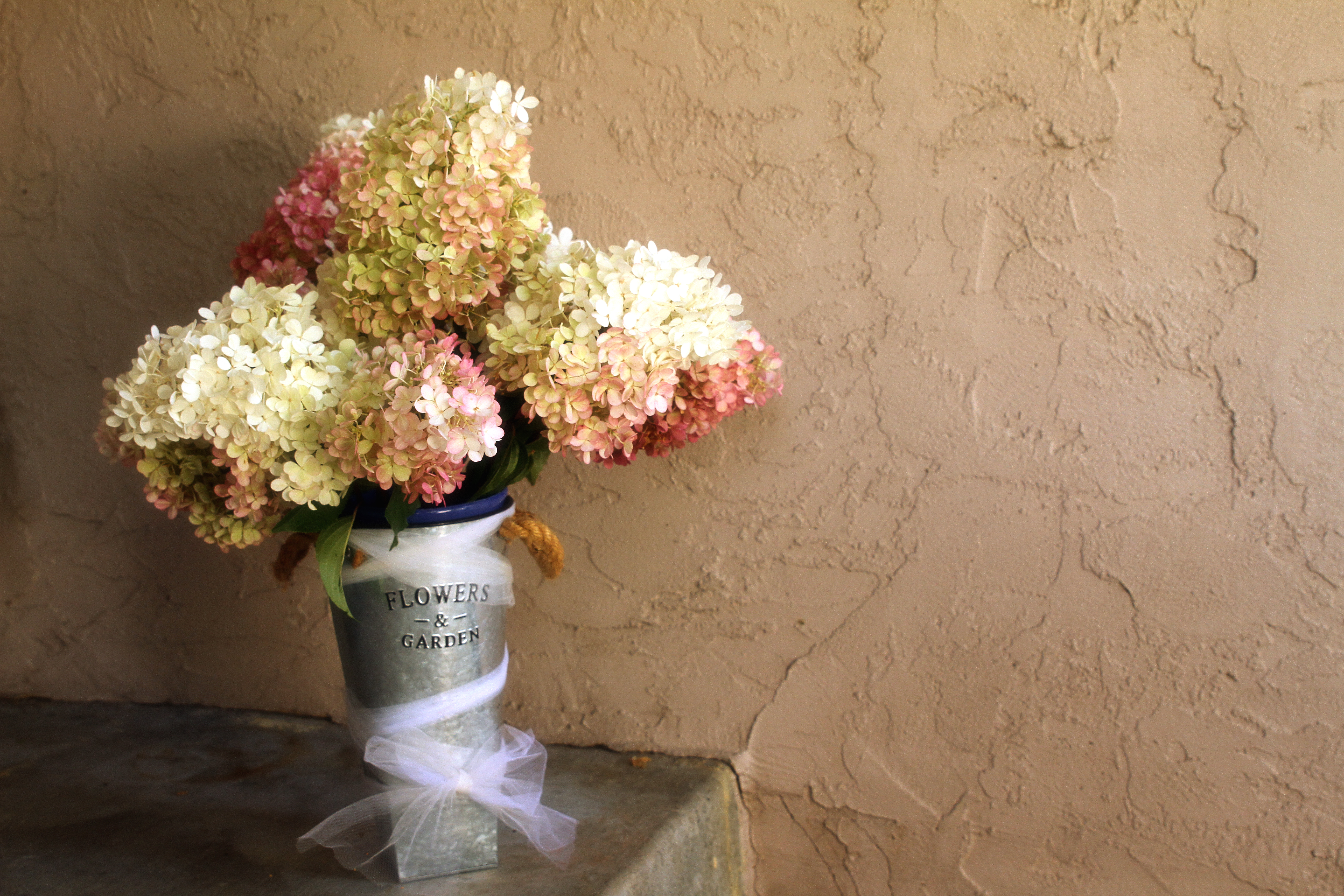 Hydrangea Paniculata Strawberry Vanilla