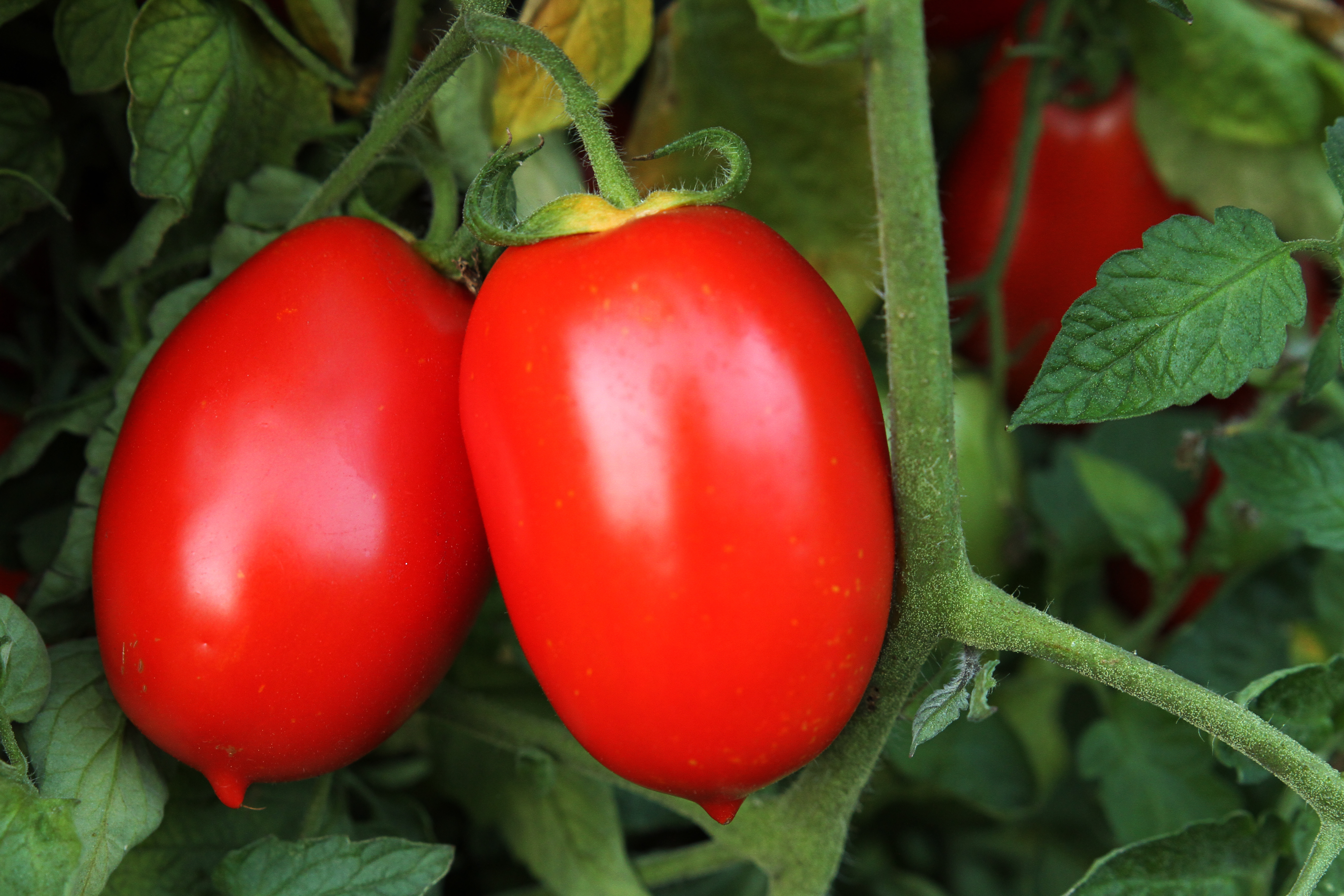 Tomato Fresh Salsa Hybrid - Perfect Bruschetta Tomato!