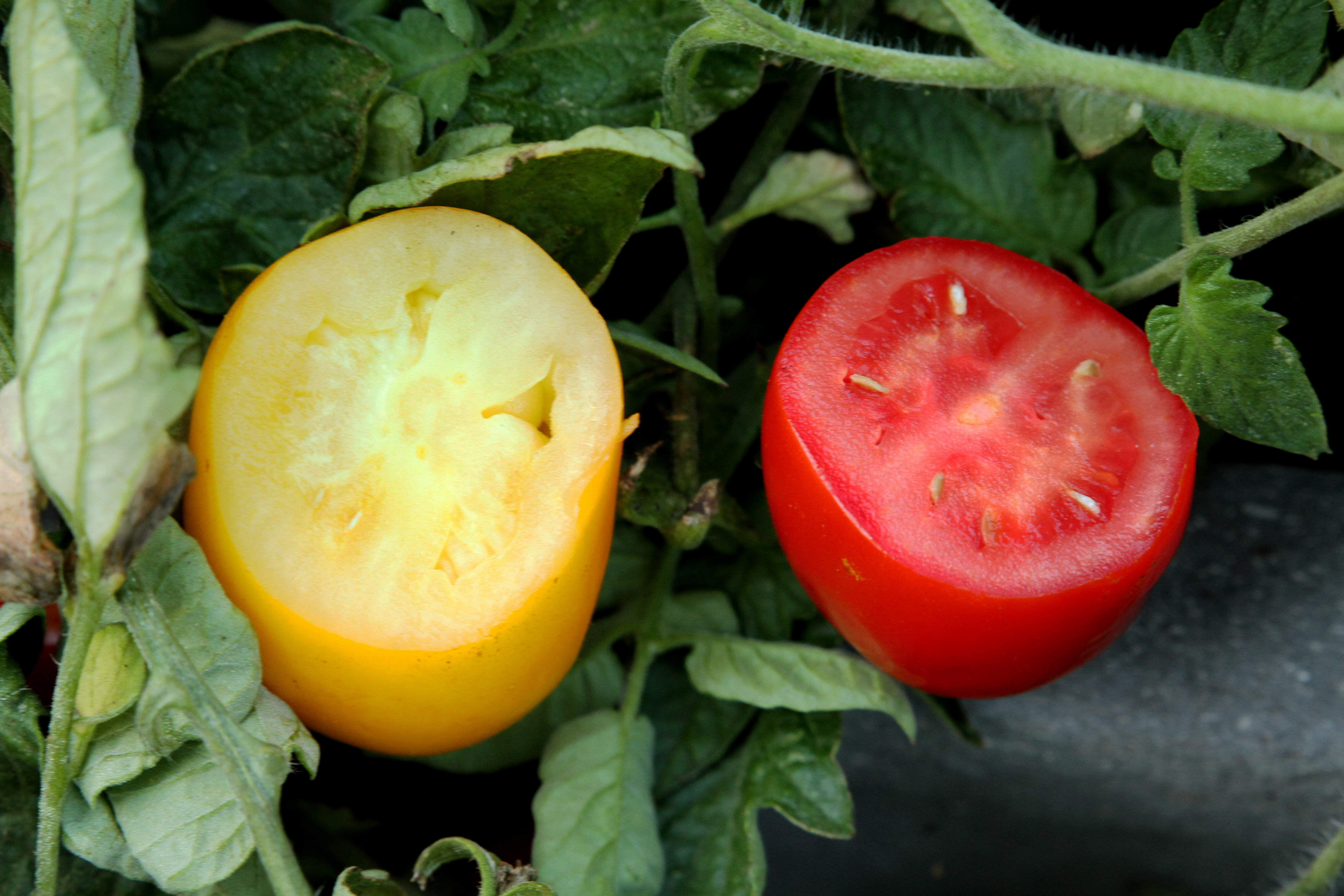 Tomato Fresh Salsa Hybrid - Perfect Bruschetta Tomato!