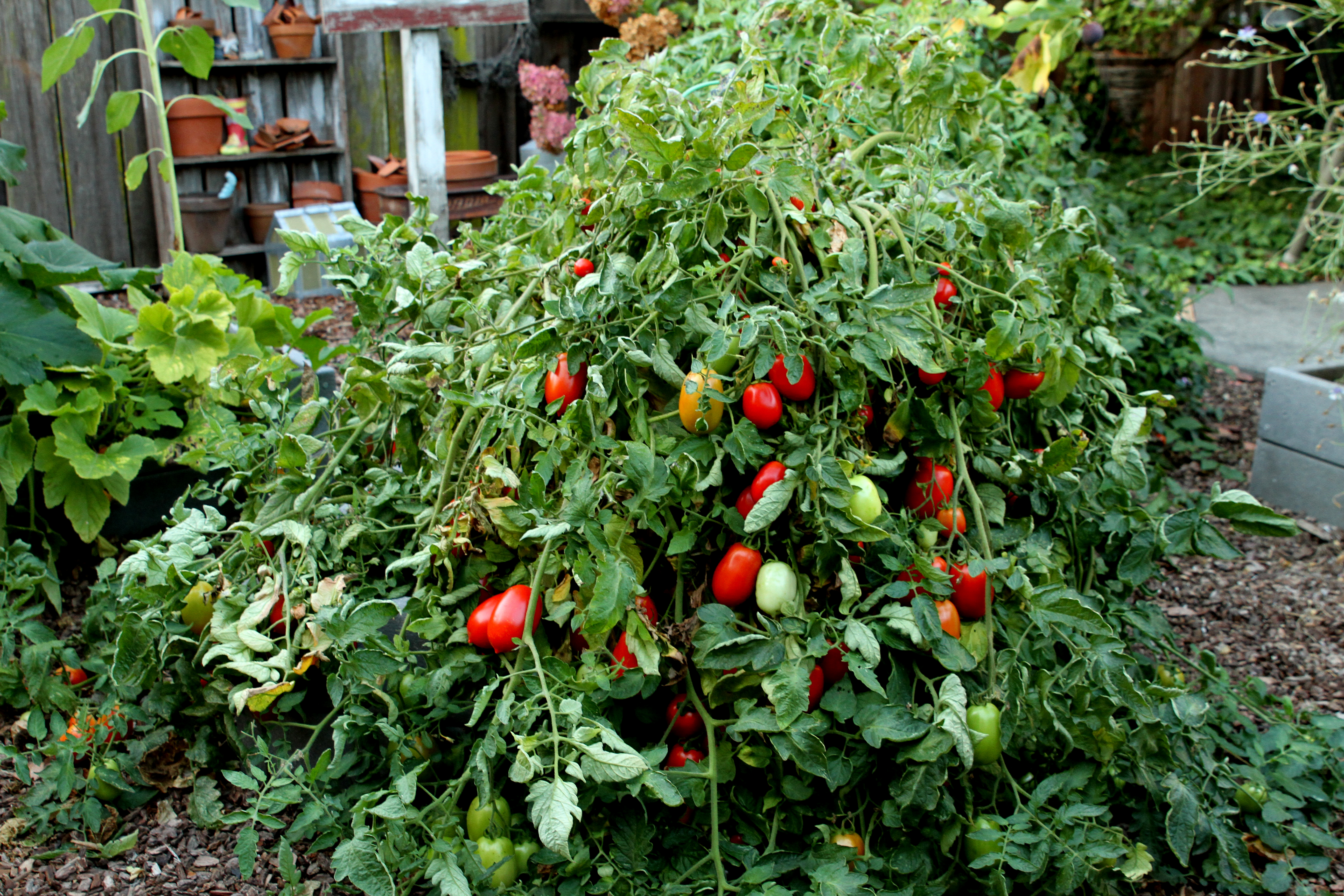 Tomato Fresh Salsa Hybrid - Perfect Bruschetta Tomato!