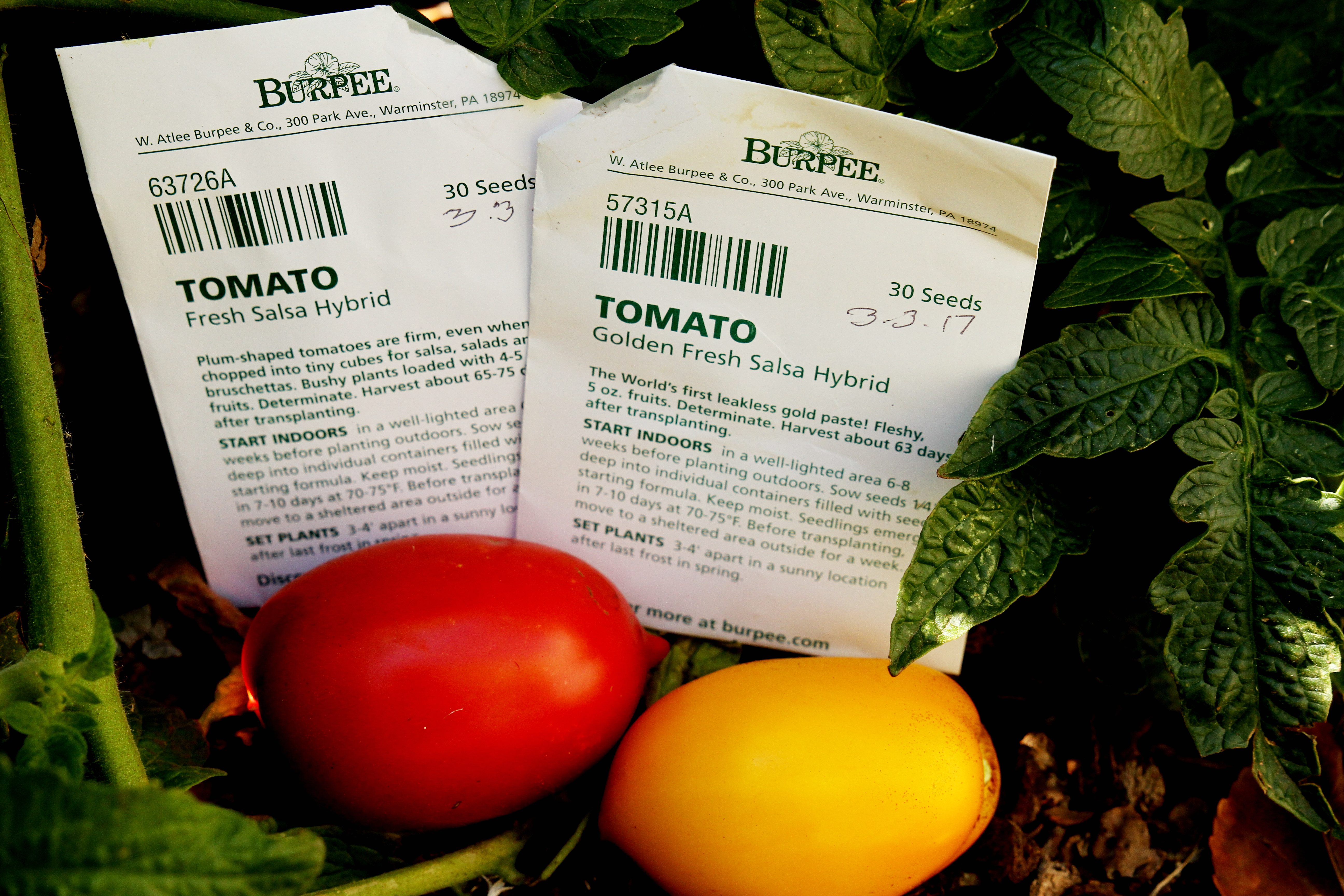 Tomato Fresh Salsa Hybrid - Perfect Bruschetta Tomato!