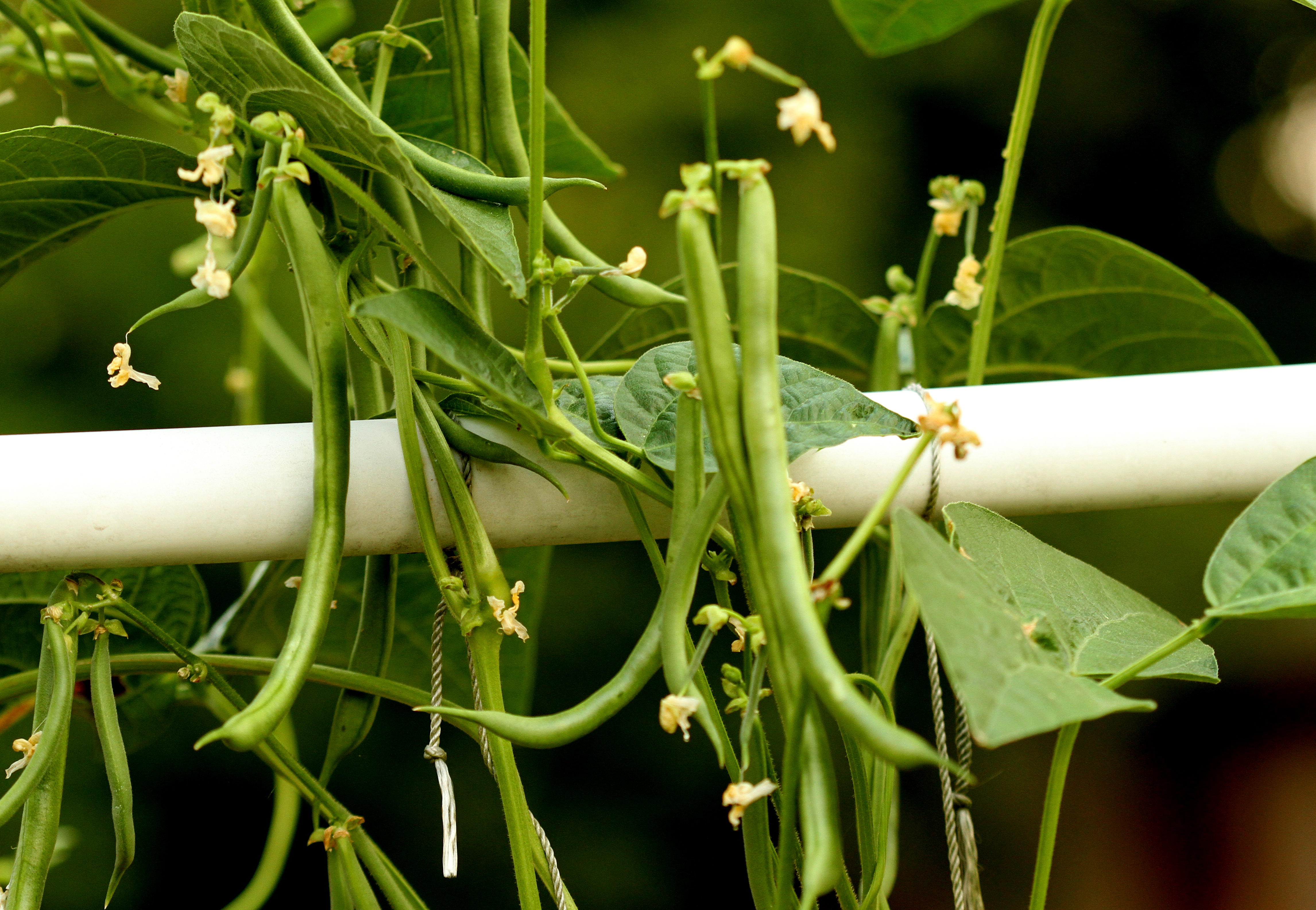 The Best Green Bean... Kentucky Blue Pole!