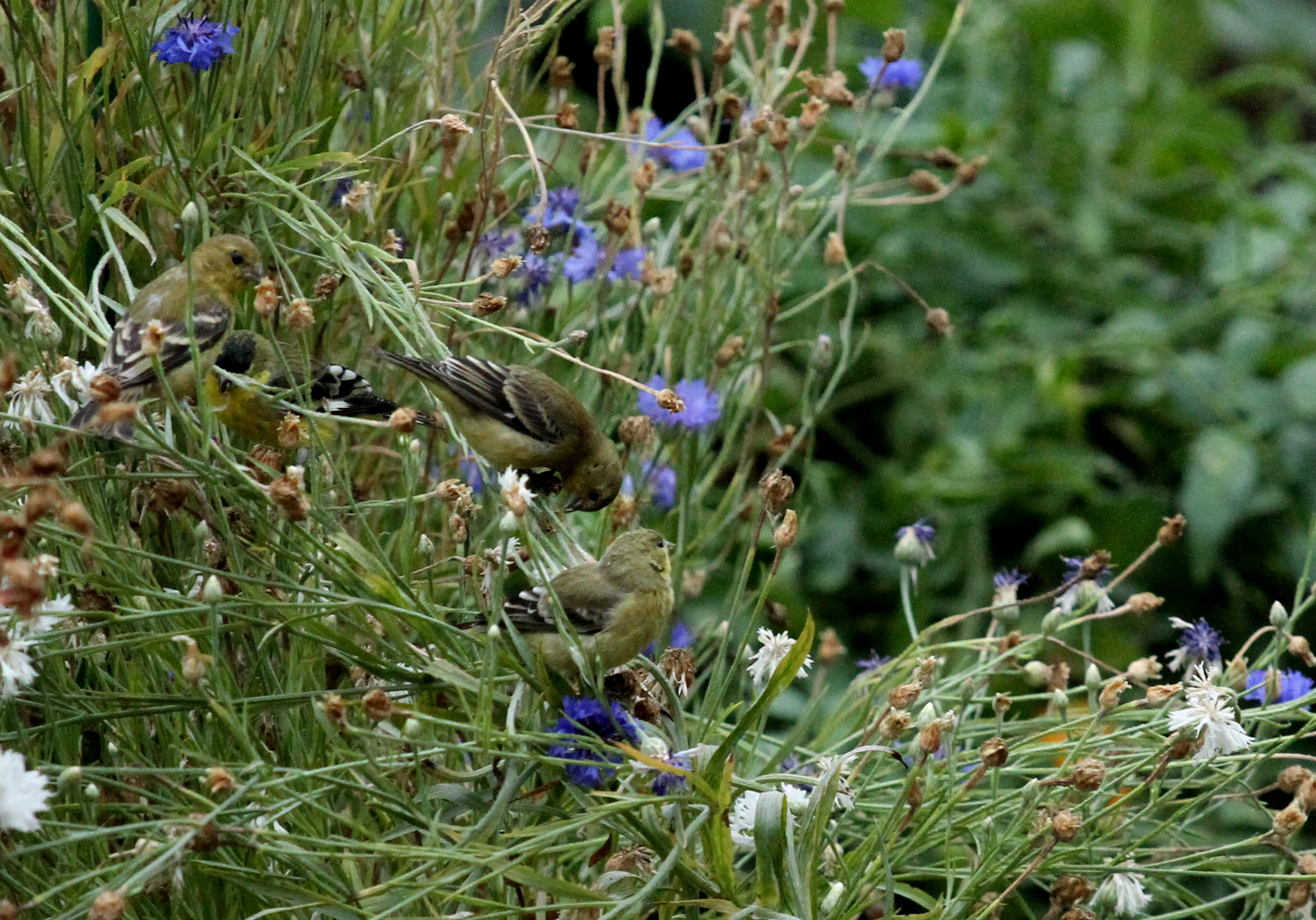 Feeding Birds in the Fall Garden