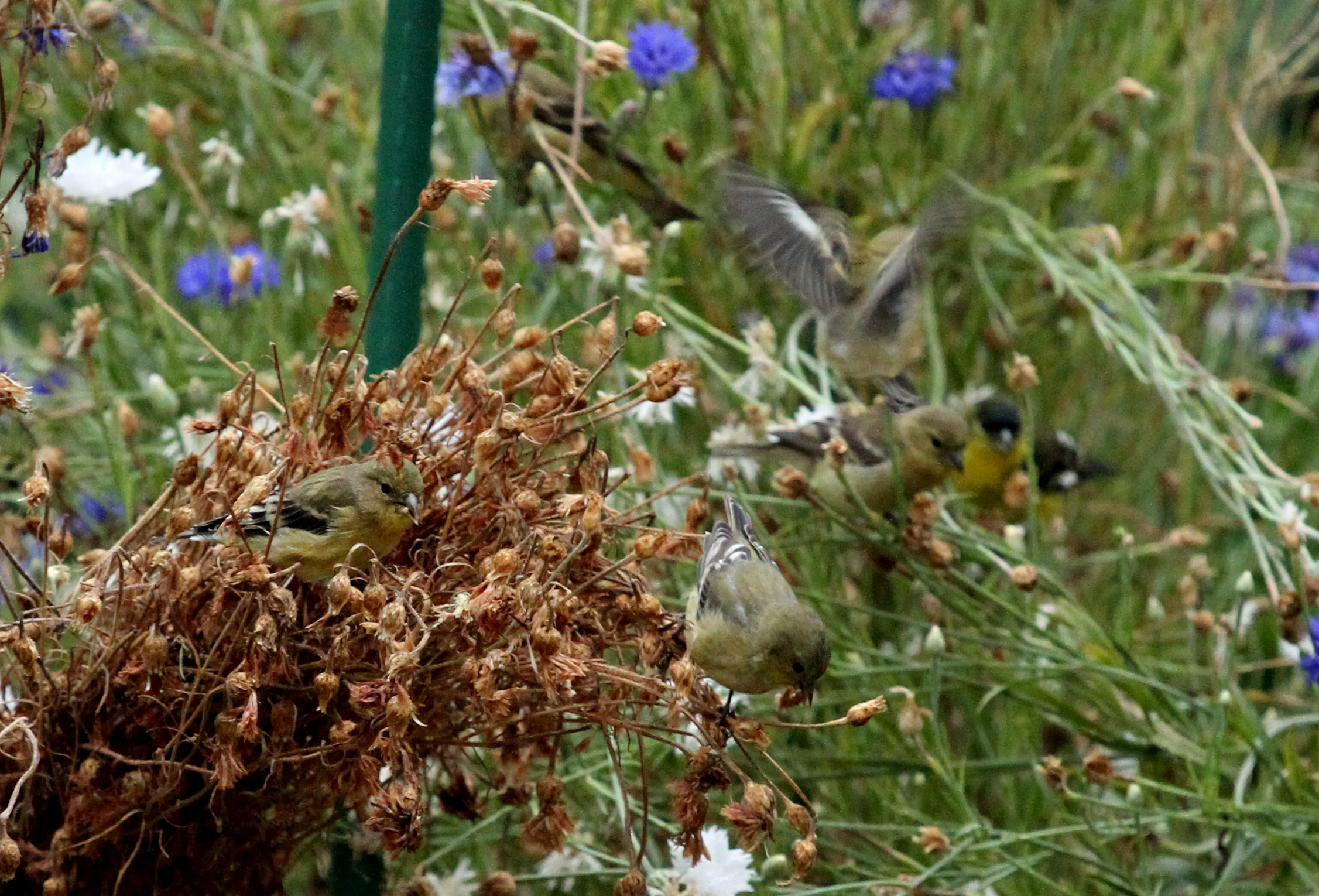Feeding Birds in the Fall Garden