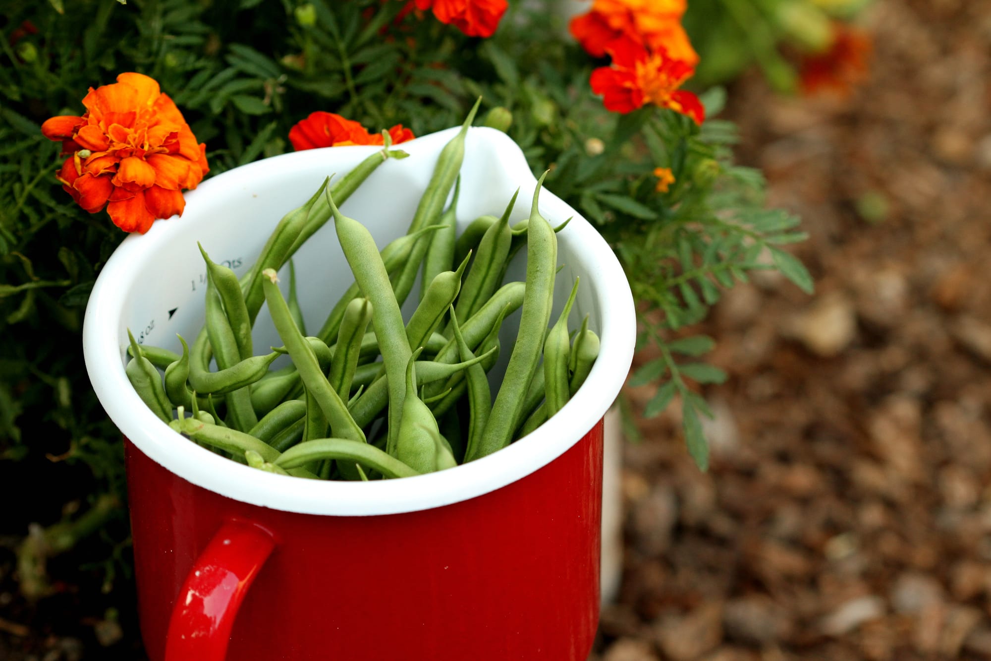 The Best Green Bean... Kentucky Blue Pole!