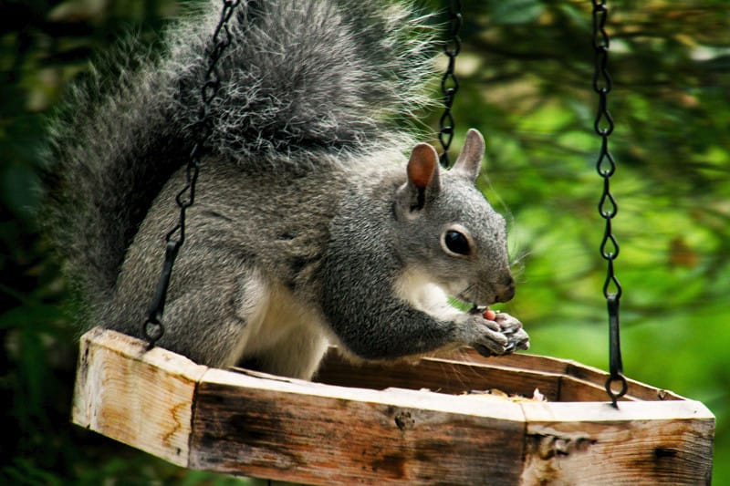 Garden Squirrels...Friend or Foe?